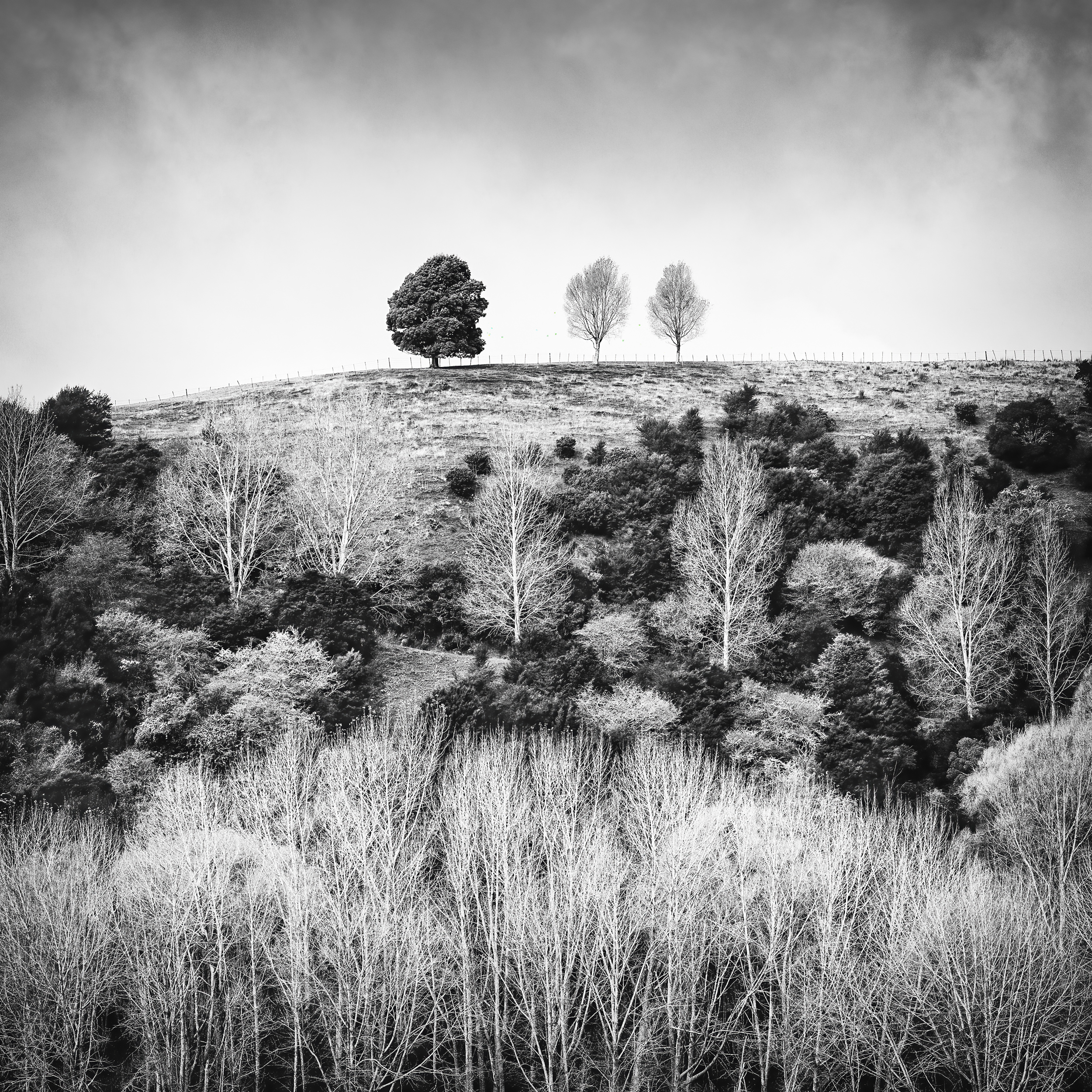 Stand on the Top by Dianne Kelsey