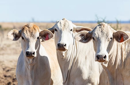 The federal government is developing a new Australian Carbon Credit Unit (ACCU) Scheme livestock method with Meat and Livestock Australia (MLA), which will allow farmers to earn ACCUs through low-emissions livestock management.
Source: MLA