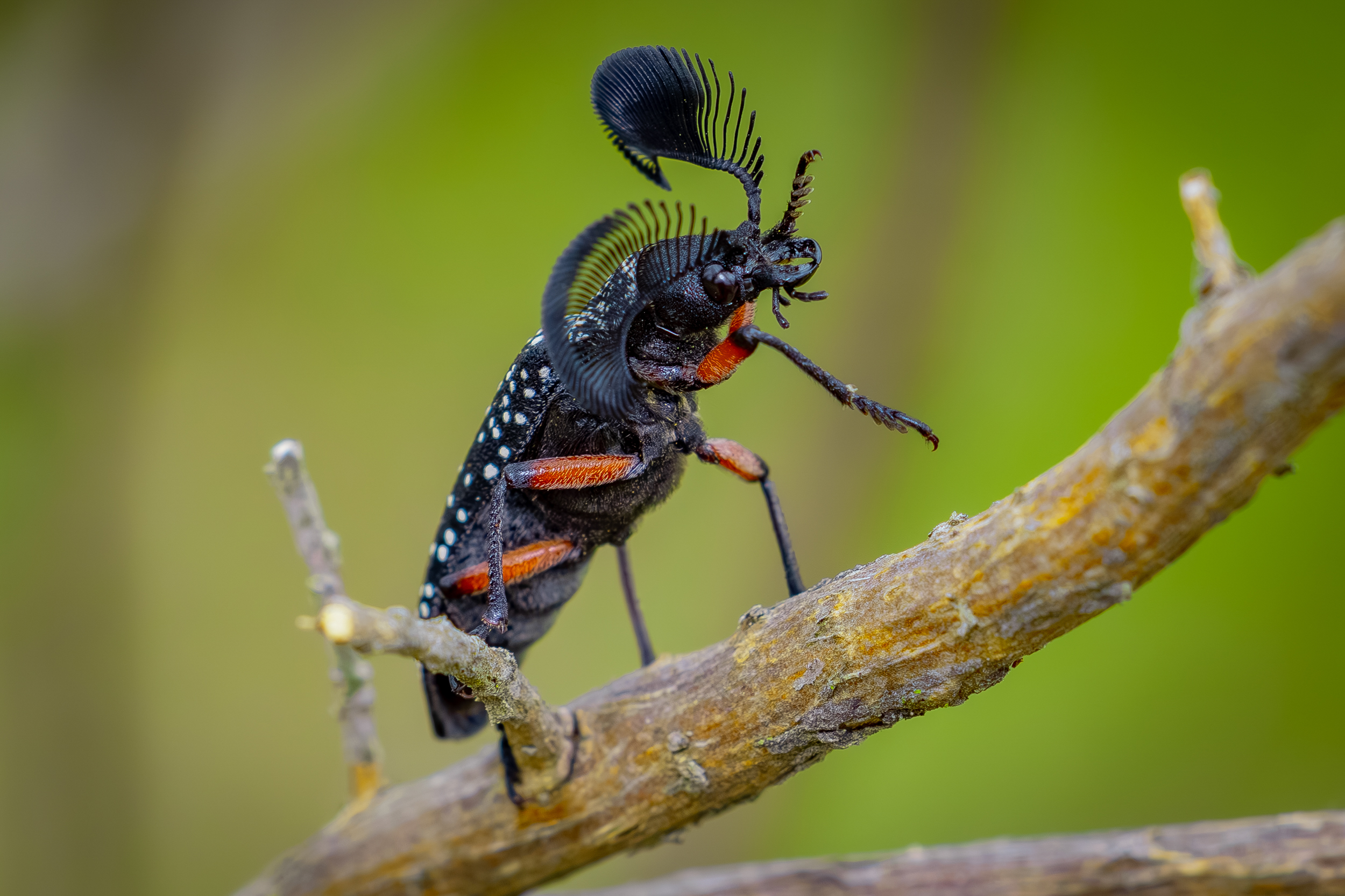 4. “Antenna king”, Korey Summers
“I photographed the ‘Antenna king’ just outside the town of Hall in Canberra, right beside a walking track, and almost missed it as the feather-horned beetle is surprisingly small despite its dramatic antennae. I’d searched a few different spots hoping to find one, so finally spotting those incredible fan-shaped antennae felt like a real reward.”