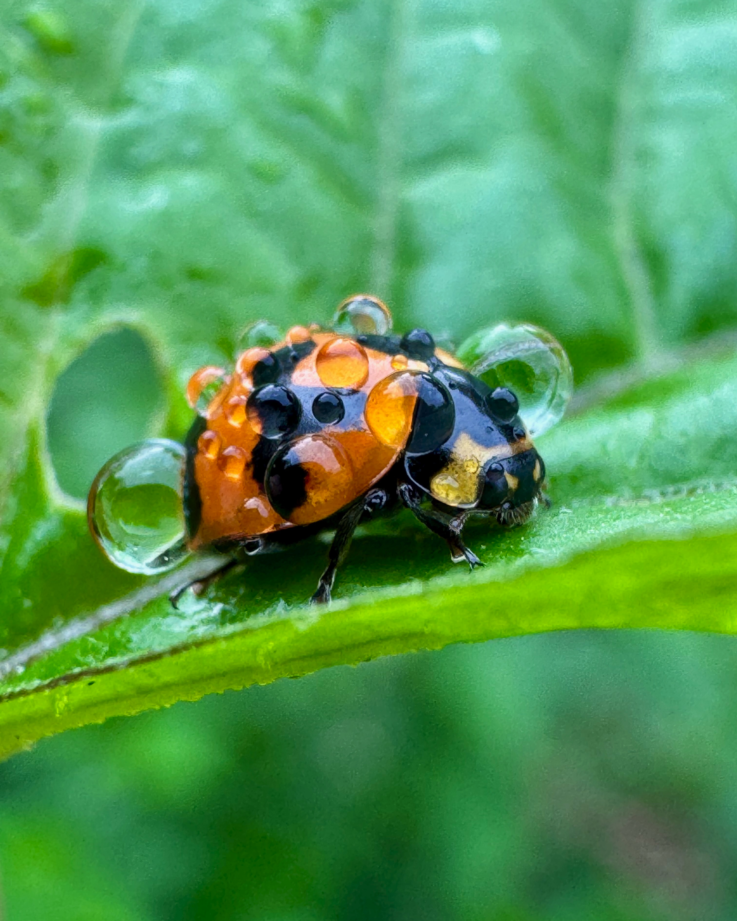5. “After the rain”, John Dani
“My early morning walks along a creek on the NSW Central Coast are my sanctuary. I am constantly scanning for interesting flowers, insects and fungi. On this cold, drizzly day, I contorted myself to capture this ladybug’s profile. It wasn't until I reviewed the image later that the water droplets popped, adding unexpected texture and contrast. This photo reminds me that nature’s details often hide in plain sight, waiting for us to pause and look closer.”