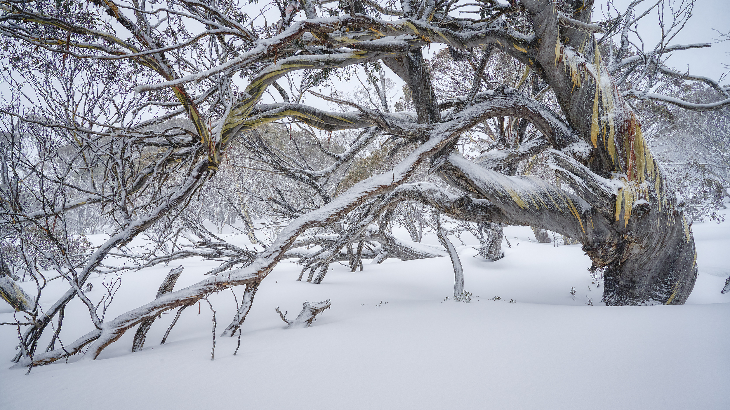 5. “Persistence”, Scott Leggo
“Having photographed this ancient snow gum in Kosciuszko NP, previously, I wanted to capture it in winter snow. Returning multiple times over the years the conditions were never quite right. Finally, on this day it all came together. With the snow falling, it was the perfect setting to capture a winter version of my earlier photograph. Like the original, this one symbolises the strength of this tree enduring the ever changing harsh conditions of the Australian Alps.”