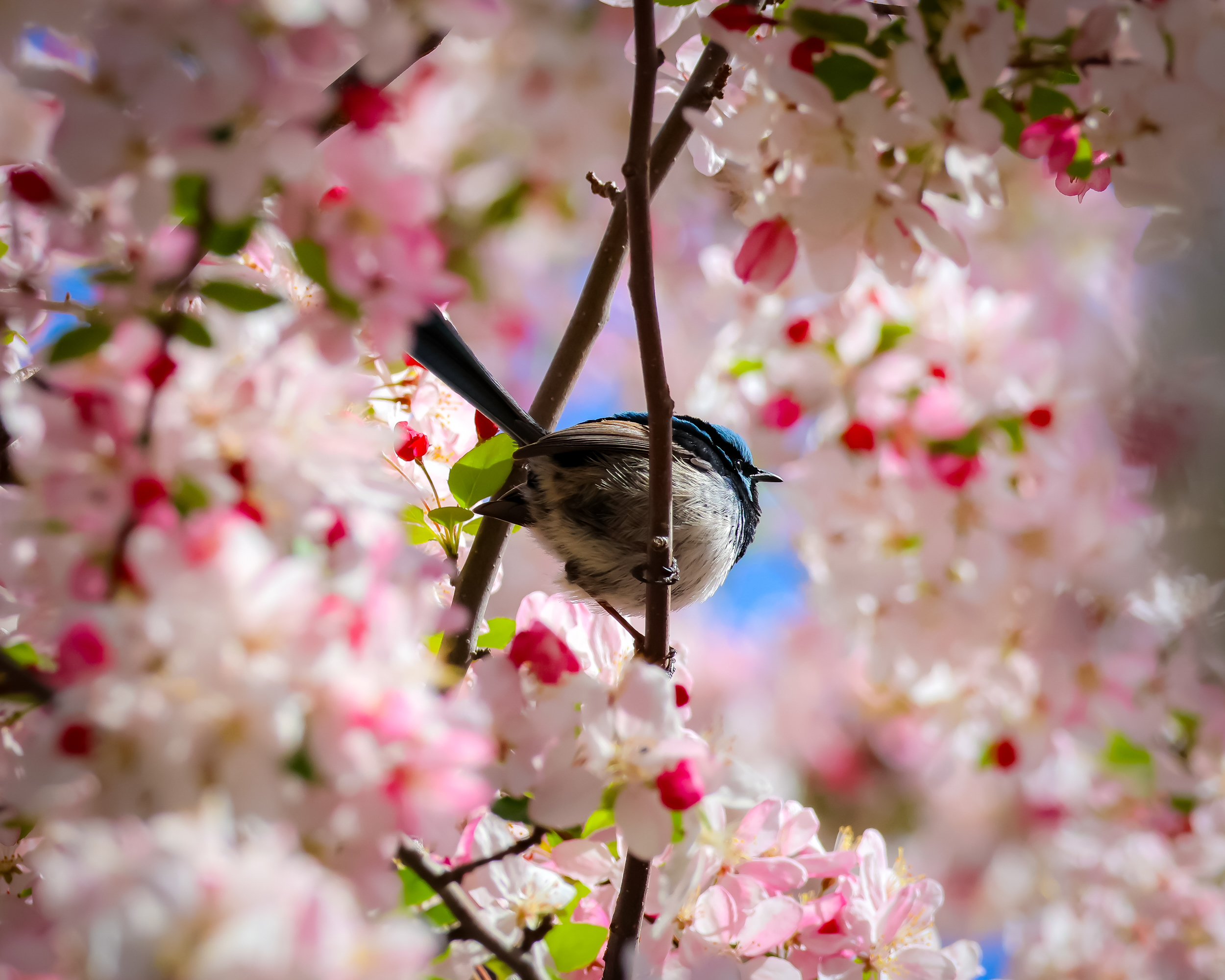 6. “Spring’s little secret”, Korey Summers
“I captured the photo at Tulip Top Gardens, just outside Canberra, where this shy blue wren darted between the blossoms. I love how the soft pink flowers frame the tiny bird, almost hiding it in plain sight. It felt like a quiet moment of spring that most people would walk past, and I wanted to freeze that sense of colour, calm and discovery in a single frame.”