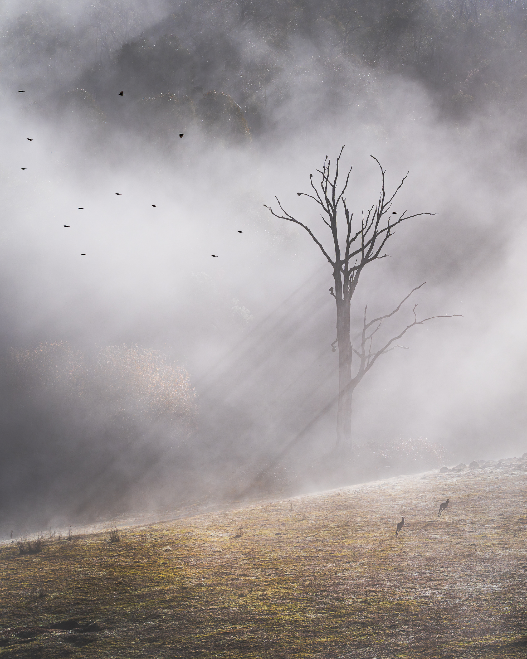 7. “A winter’s morning light “, Annette Kelly
“This photo was captured as I was driving through the stunning Victorian High Country early in the morning. I came across this breathtaking scene of beautiful filtered light through the trees. Parking the car quickly and grabbing the 70-200mm before the light changed, I must have made my presence known to a couple of kangaroos and birds who then took flight, adding another element to this ethereal misty photo.”