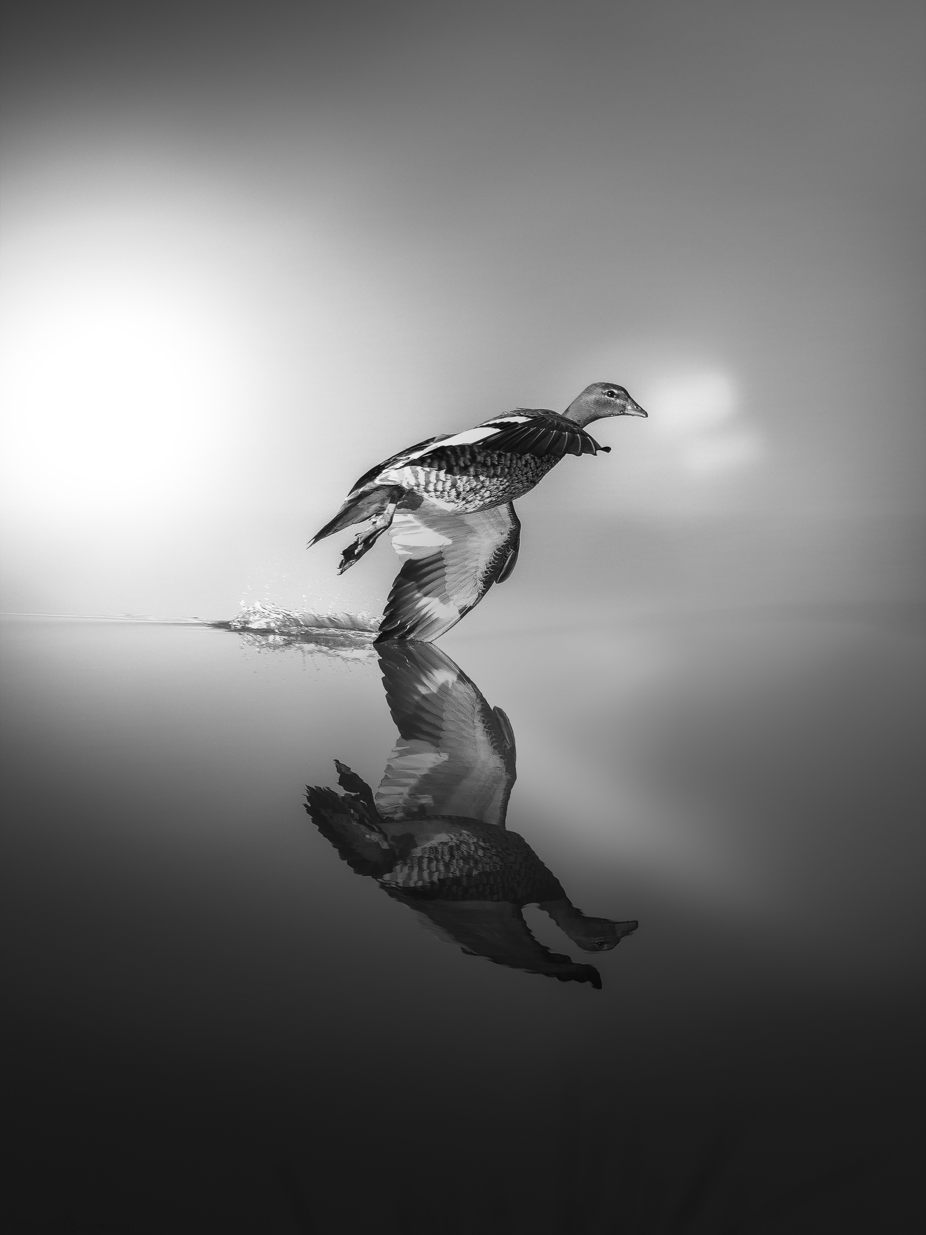 8. “Freedom skims the surface”, Bradley Stephenson
“Photographed at one of my favourite wildlife locations, this image stopped me in my tracks the moment I captured it. The duck’s wings slicing across the still water felt like a quiet collision between strength and serenity. In a world that moves too fast, this fleeting moment of raw freedom – no origin, no destination – reminded me how easily we overlook the beauty right in front of us.”
