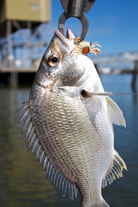 TESTED Cranka Crabs Fishing World