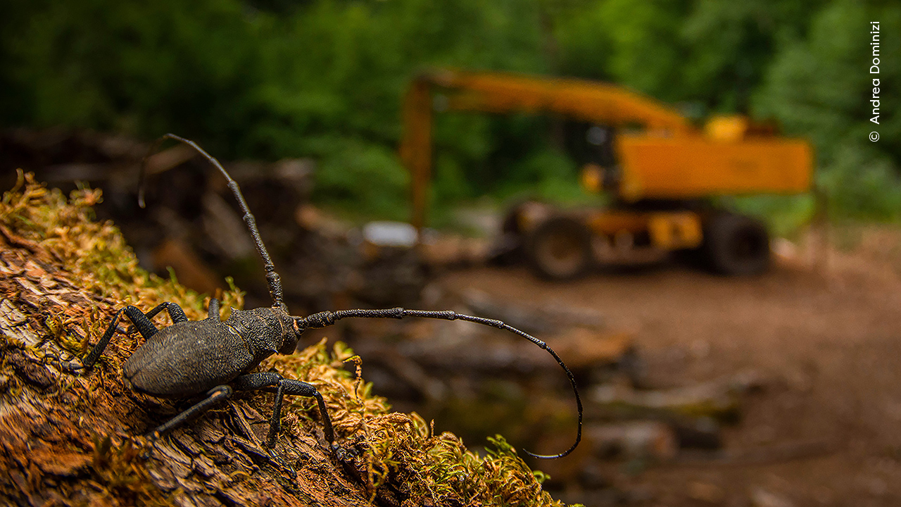 After the Destruction - Andrea Dominizi, Winner, Young Wildlife Photographer of the Year 2025 / 15 – 17 Years. Andrea Dominizi (Italy) finds a longhorn beetle – a forest sentinel observing an intruder.Andrea noticed this longhorn beetle while walking in the Lepini Mountains of central Italy, in an area once logged for old beech trees. Using a wide-angle lens and off-camera flash, he framed the beetle against abandoned machinery.Andrea’s photograph tells a poignant story of habitat loss. As longhorn beetles tunnel into dead wood, fungi make their way inside, helping to break it down and recycle nutrients. If the beetles’ habitat is disturbed or destroyed, the effects ripple across the entire ecosystem. Nikon D7100 + Tokina 10–17mm f3.5–4.5 fisheye lens at 17mm; 1/80 at f8; ISO 400; Godox TT350 off-camera flash and diffuser