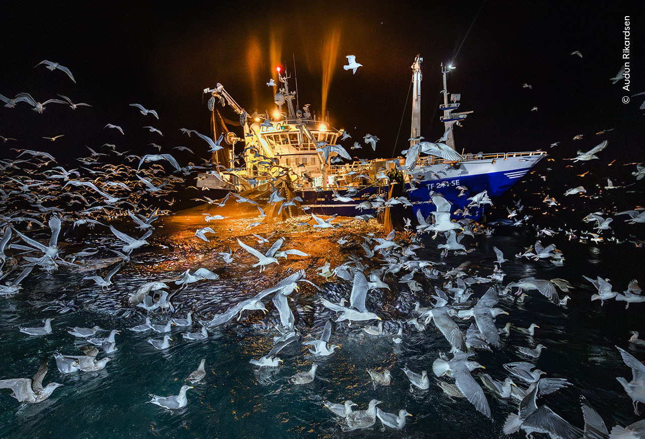 The Feast - Audun RikardsenWinner, Oceans: The Bigger PictureAudun Rikardsen (Norway) witnesses feeding time around an Atlantic fishing vessel during a polar night in northern Norway.Audun managed to photograph this chaotic scene of gulls attempting to catch fish trapped by nets. The gulls have learnt to follow the sound of the boats to find a herring feast. Through his work, Audun aims to draw attention to the ongoing conflict between seabirds and the fishing industry.Unfortunately, many birds drown in or around these purse seine nets each year. Various fisheries and researchers are trialling solutions, including sinking the nets more quickly to make them less accessible to the birds. Canon EOS R5 + 15–35mm f2.8 lens at 15mm; 1/200 at f4.5; ISO 10000; Canon Speedlite 600EX II flash; LED torch