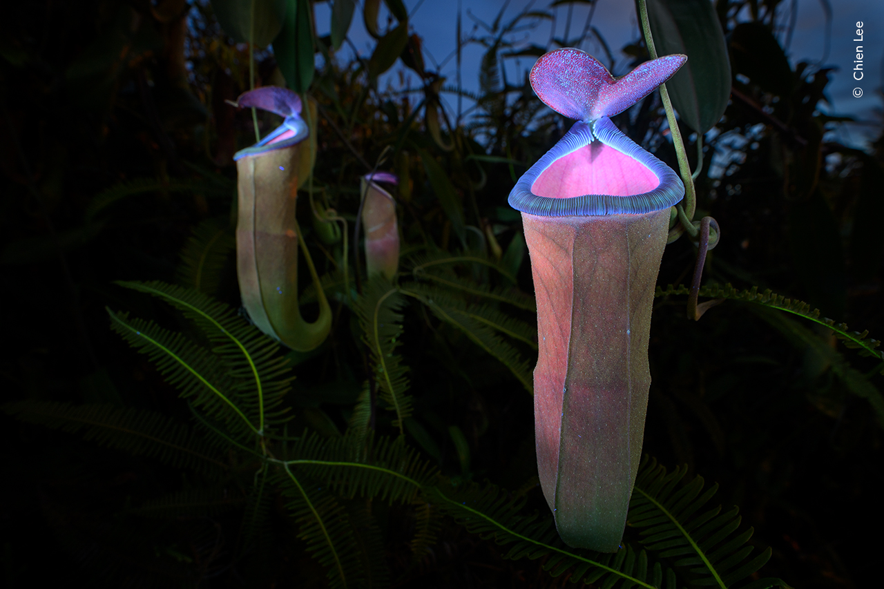 Deadly Allure - Chien LeeWinner, Plants and FungiChien Lee (Malaysia) uses a UV torch to reveal the fluorescent world of an insect-attracting pitcher plant.Insects can see ultraviolet (UV) light, but humans can’t, so Chien used a long exposure and a UV torch. Waiting until after sunset, he had just a five-minute window before the ambient light illuminating the backdrop disappeared completely.Some carnivorous pitcher plants reflect UV light on certain areas as part of their ‘display’. They use colour, scent and nectar to lure their prey into pools of digestive juices at the bottom of their leaves. Nikon Z9 + Laowa 15mm f4 macro lens; 30 at f16; ISO 100; Convoy C8 ultraviolet torch