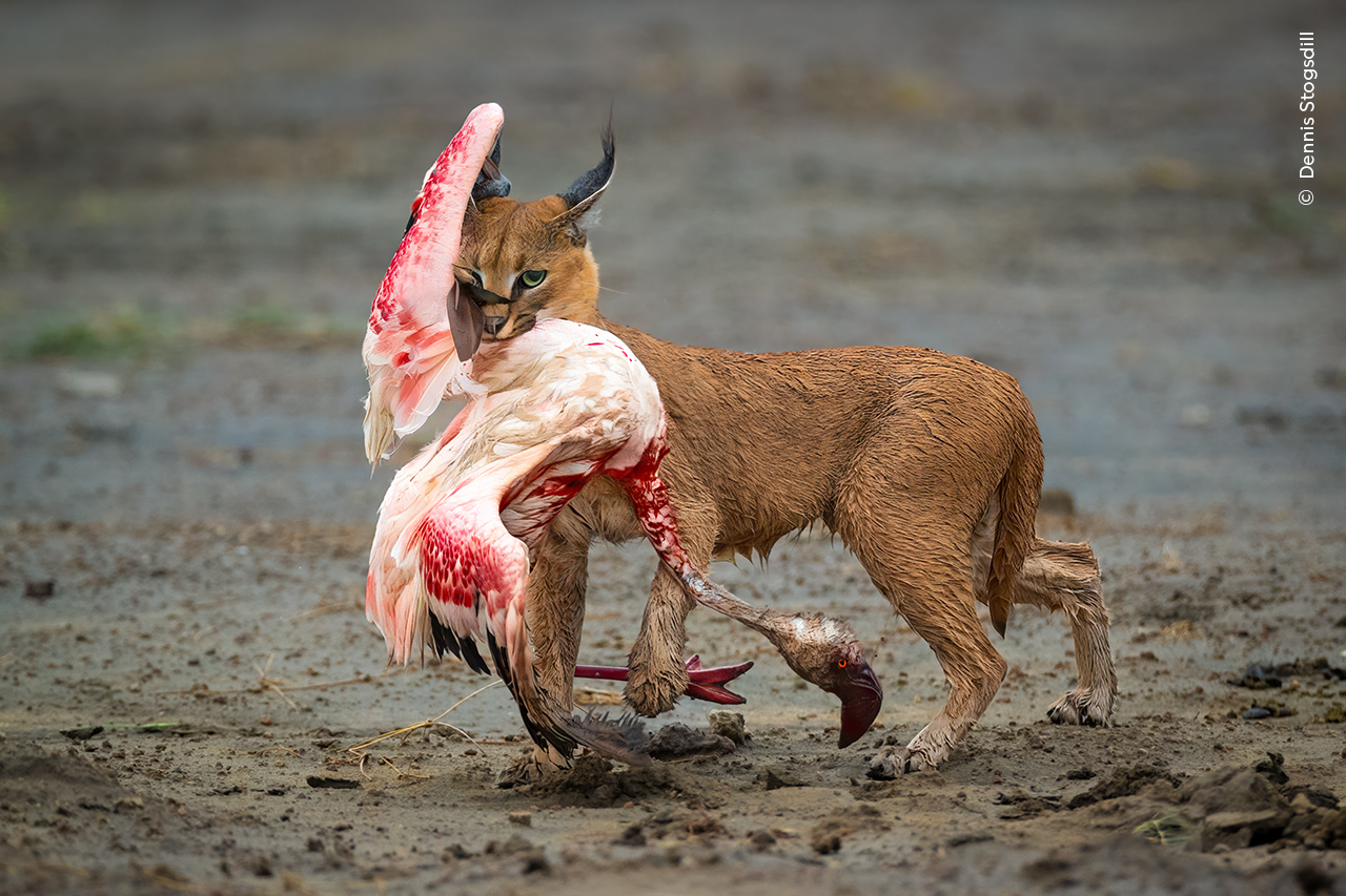 Cat Amongst the Flamingos - Dennis StogsdillWinner, Behaviour: MammalsDennis Stogsdill (USA) witnesses a caracal hunting a lesser flamingo in the Serengeti National Park, Tanzania.Dennis had been keeping an eye out for wild cats such as servals for several days when a call came over the radio: one had been seen at Ndutu Lake. But it wasn’t a serval. It was a caracal, successfully hunting wading lesser flamingos.Caracals have a varied diet, from insects to antelope, and are renowned for the acrobatic leaps they make to snatch birds from the air. But there are few, if any, records of them hunting flamingos. Canon EOS-1D X Mark II + 600mm f4 lens; 1/1600 at f5.6; ISO 2500