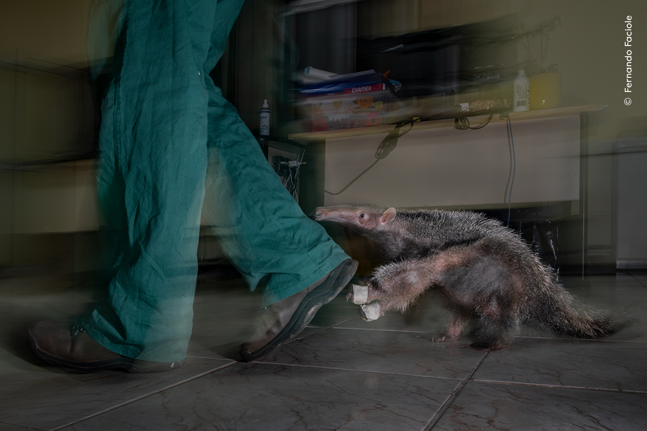 Orphan of the Road - Fernando FacioleWinner, Impact Award, 2025 / Highly Commended, PhotojournalismFernando Faciole (Brazil) watches an orphaned giant anteater pup follow its caregiver after an evening feed at a rehabilitation centre.Fernando wanted to highlight the consequences of road collisions, a leading cause of the decline in giant anteater numbers in Brazil. This pup’s mother was killed by a vehicle, and the hope is that it will be released back into the wild after being encouraged to develop crucial survival skills by its caregiver.Alongside rehabilitation centres, the Anteaters and Highways project of the Wild Animal Conservation Institute is developing strategies to reduce anteater deaths on Brazil’s roads. These include erecting fences and building underground tunnels to allow the anteaters to cross safely. Nikon D850 + 24–70mm f2.8 lens at 28mm; 0.8 at f22; ISO 31; Nikon Speedlight flash with Greica CT-16 transmitter/receiver