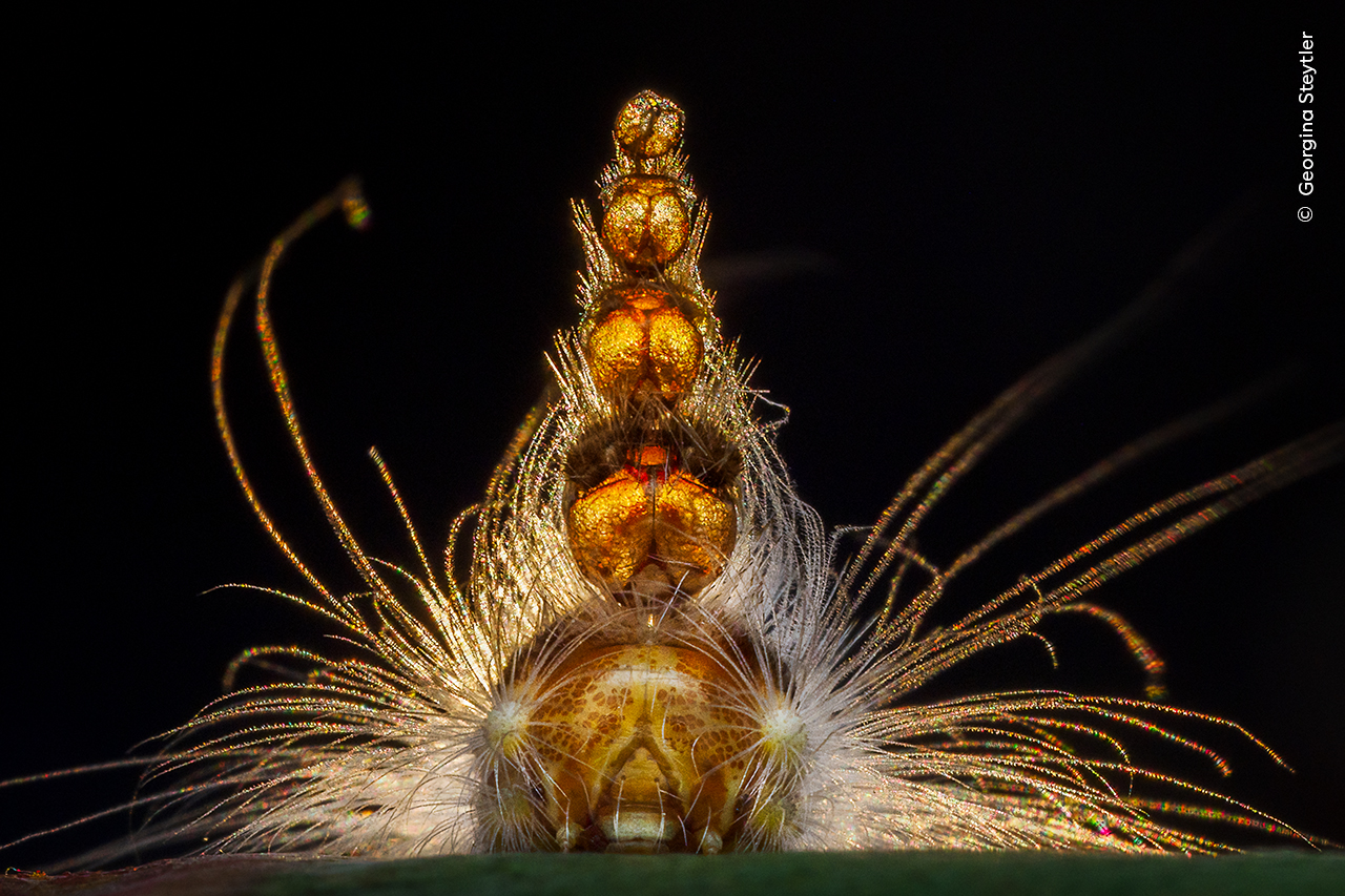 Mad Hatterpillar - Georgina SteytlerWinner, Behaviour: InvertebratesGeorgina Steytler (Australia) showcases the strange headgear of a gum-leaf skeletoniser caterpillar.Georgina had been looking out for this caterpillar for years when she noticed eucalyptus trees bearing skeletonised leaves, telltale signs that the animal had been grazing. She took this image backlit by the setting sun, using a fill-in flash to illuminate the living head at the base of the stack.This caterpillar’s unusual headgear is made up of old head capsules, each retained with every moult. The resulting tower is believed to help deflect attacks by predators.Olympus OM-D E-M1 Mark III + 90mm f3.5 lens; 1/250 at f22; ISO 500; Godox flash