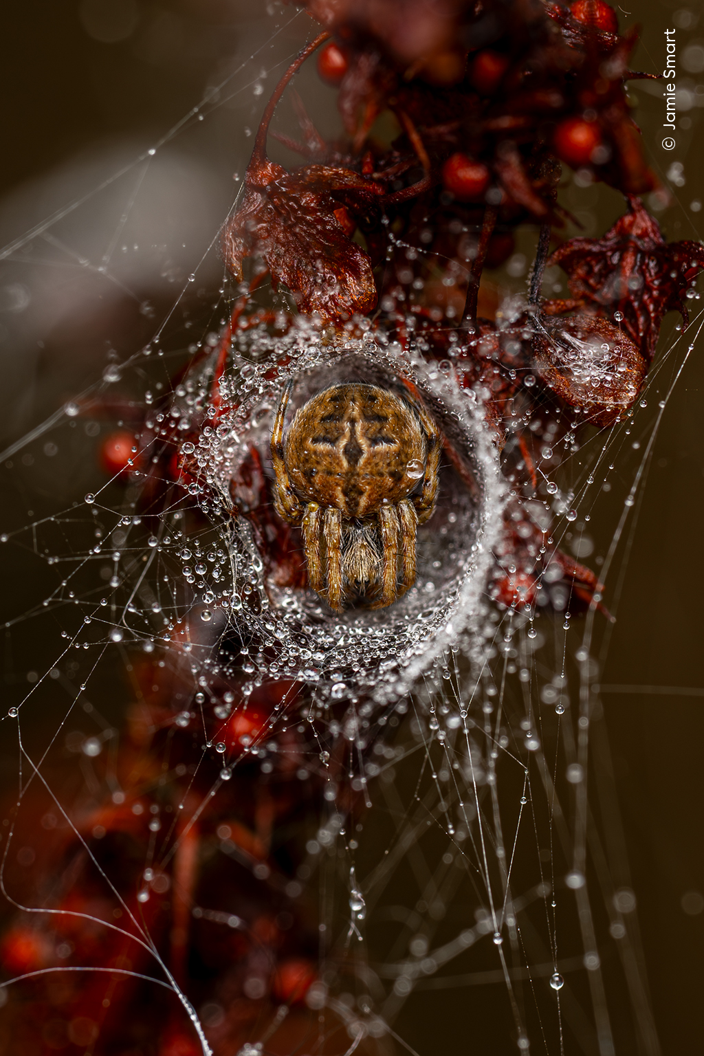 The Weaver’s Lair - Jamie SmartWinner, 10 Years and UnderJamie Smart (UK) spots an orb weaver spider inside its silken retreat on a cold September morning.Jamie first noticed the dew-laden web before realising its maker was sitting in a nest. With the patience and steadiness needed to manually focus her camera, she kept the spider perfectly lit and symmetrically framed.This spider’s web is constructed from a scaffold of radial threads, overlaid with a spiral of sticky silk to hold ensnared insects. A strong signal thread transmits vibrations to the spider’s hiding place, triggering it to emerge and collect its prey. Nikon Z9 + 105mm f2.8 lens; 1/200 at f10; ISO 80; Nikon SB-910 Speedlight flash; Cygnustech diffuser