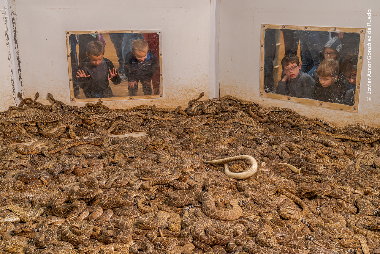 Seething Pit - Javier Aznar González de RuedaWinner, Photojournalist Story AwardVisitors gaze at hundreds of western diamondback rattlesnakes at the annual rattlesnake round-up in Sweetwater, Texas. Many of these snakes will be killed and sold for their skin and meat. Round-ups can harm other animals too: snakes are often driven from their rock shelters using petrol fumes, which also affect any creatures sheltering alongside them. Sony α7R III + 24–70mm f2.8 lens at 44mm; 1/30 at f10; ISO 4000
