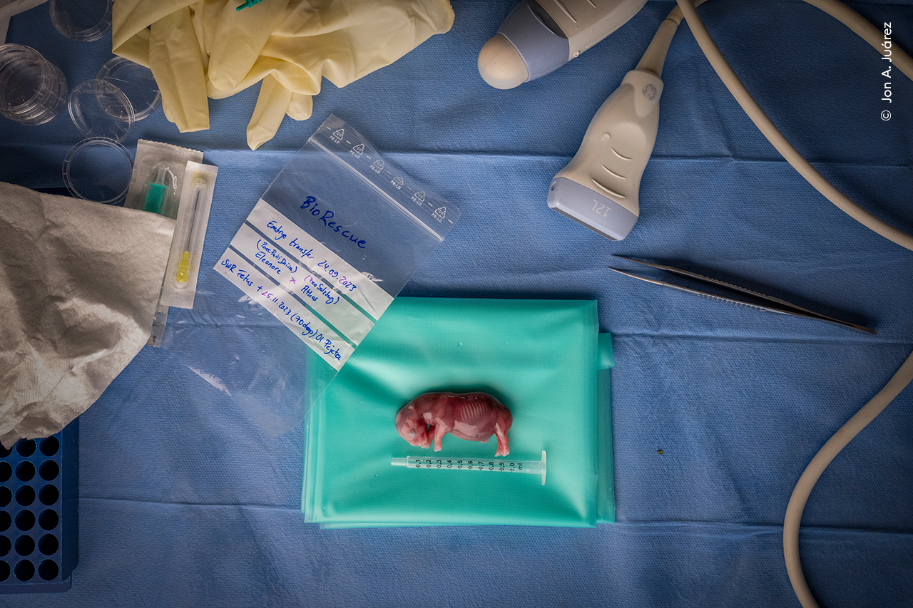 How to Save a Species - Jon A JuárezWinner, PhotojournalismJon A Juárez (Spain) documents the groundbreaking science to save the northern white rhino from extinction through in vitro fertilisation (IVF).Jon spent years documenting the work of the BioRescue Project, and says that witnessing a milestone in saving a species 'was something I will never forget'.This southern white rhino foetus, which did not survive due to an infection, was the result of the first successful rhino embryo transfer into a surrogate mother through IVF. This breakthrough paves the way for saving the rare northern white rhino from extinction, as scientists can take the next crucial steps towards transferring the first northern white rhino embryo into a southern white rhino surrogate. Nikon Z9 + 24–120mm f4 lens at 24mm; 1/400 at f7.1; ISO 1600; LED light panel