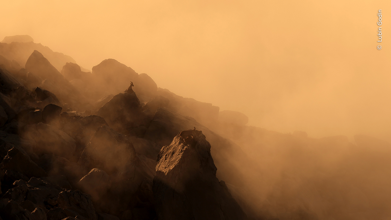 Alpine Dawn - Lubin GodinWinner, 11–14 YearsLubin Godin (France) finds himself in mist-shrouded mountains with silhouetted ibex.Lubin spotted the Alpine ibex resting above a sea of clouds during an early morning ascent. As the mist rose and the sun broke over the crags, he retraced his steps to capture this ethereal moment before fog thickened and the light faded.Native to Europe, the species was hunted close to extinction in the early 1800s. Thanks to protection and reintroduction efforts, ibex now roam large areas of the Alps. However, a rapidly changing climate causing shifts in food availability during breeding seasons may hinder their survival. Canon EOS R7 + 100–400mm f4.5–5.6 lens at 140mm + 1.4x teleconverter; 1/640 at f8; ISO 100