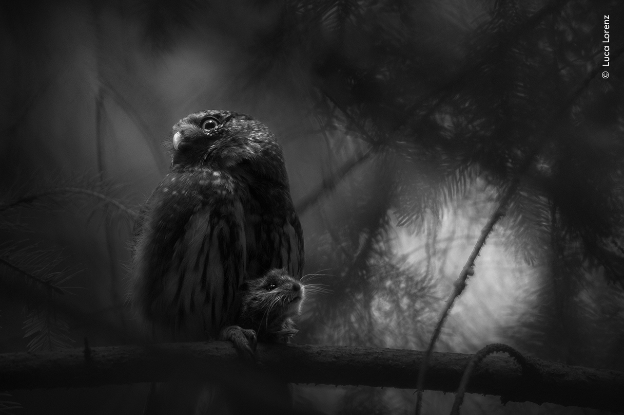 Sole Survivor - Luca Lorenz, GermanyWinner, Rising Star AwardLuca had been watching a tree hole where this Eurasian pygmy owl and its mate were nesting. When one disappeared, the other continued feeding the chicks. On this day, the remaining bird returned clutching the chicks’ breakfast in its claws, and called for its mate, but there was no reply. Nikon Z8 + 180–600mm f5.6–6.3 lens at 600mm; 1/125 at f6.3; ISO 2500