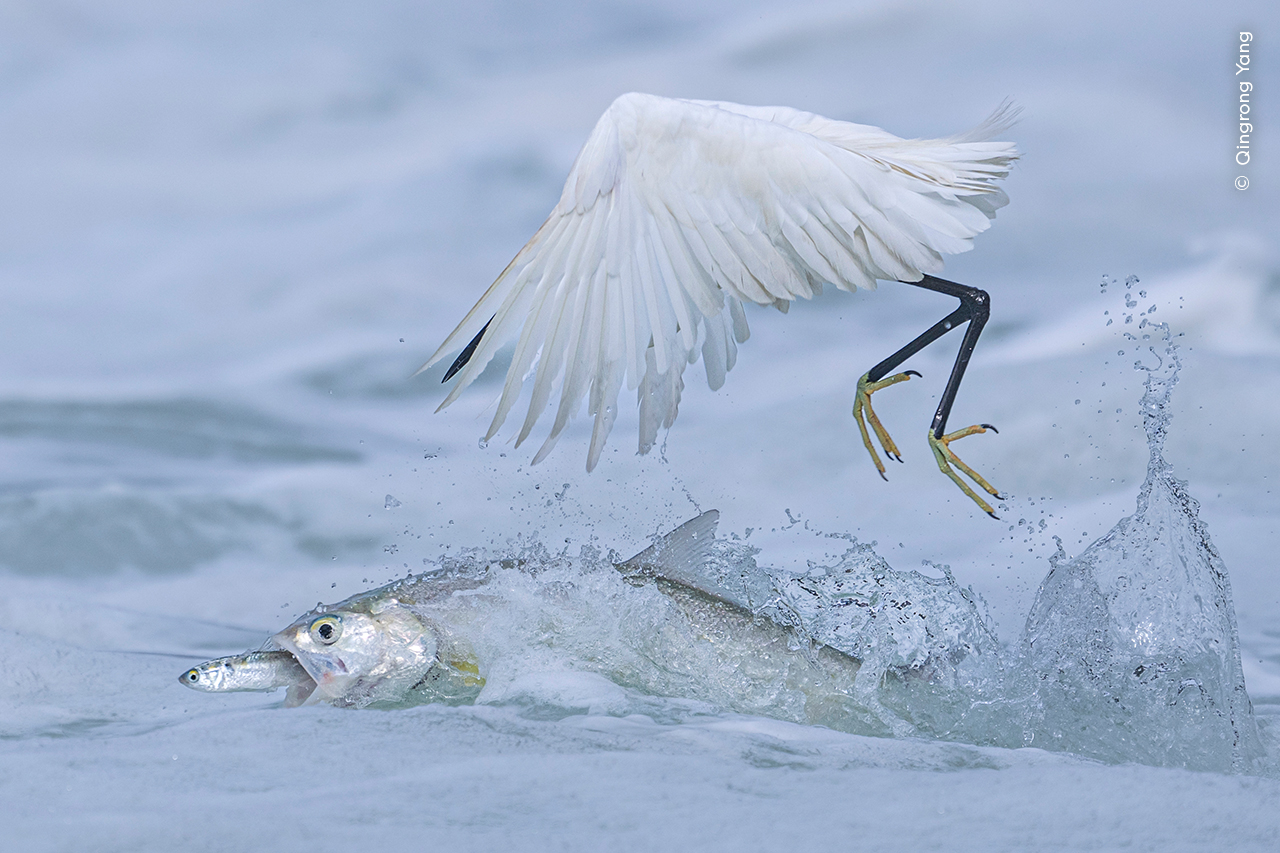 Synchronised Fishing - Qingrong YangWinner, Behaviour: BirdsQingrong Yang (China) perfects photographic timing to show a ladyfish snatching its prey from right under this little egret’s beak.Qingrong was at Yundang Lake near his home, a place he visits regularly to photograph the feeding frenzies: little egrets patrol the surface, ready to pounce on fish leaping to escape underwater predators.Once a natural marine harbour, Yundang Lake was sealed off from the sea during 1970s development. Isolated from the tides and currents, it became polluted and stagnant. An engineering project later reconnected it to the sea via a system of gates that regulate water flow. Nikon Z9 + 400mm f2.8 lens; 1/2500 at f5; ISO 110
