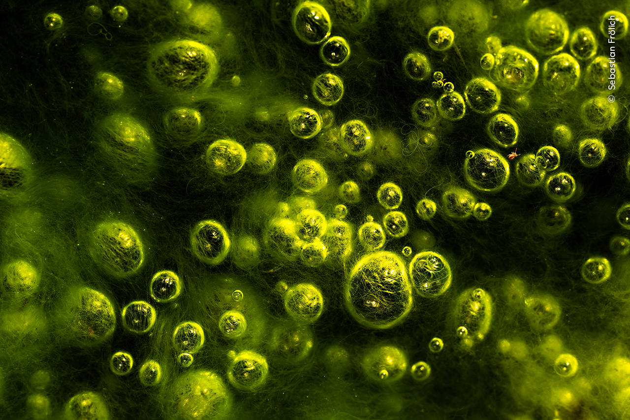 Vanishing Pond - Sebastian FrölichWinner, Wetlands: The Bigger PictureSebastian Frölich (Germany) finds a springtail among a galaxy of neon green gas bubbles in Austrian moorlands.Sebastian visited this fragile wetland ecosystem to highlight its importance as a vast store of carbon dioxide and as a habitat for diverse wildlife. A tiny springtail ran across escaping gas bubbles rising through the algae, giving this image a sense of scale.Austria has lost 90 per cent of its peat bogs, and only 10 per cent of those that remain are in good condition. Platzertal is one of the last intact high moorlands in the Austrian Alps, and an area renowned for its carbon-storing peat bogs. Nikon Z7 + 105mm f2.8 lens; 1/800 at f9 (-1.67 e/v); ISO 400