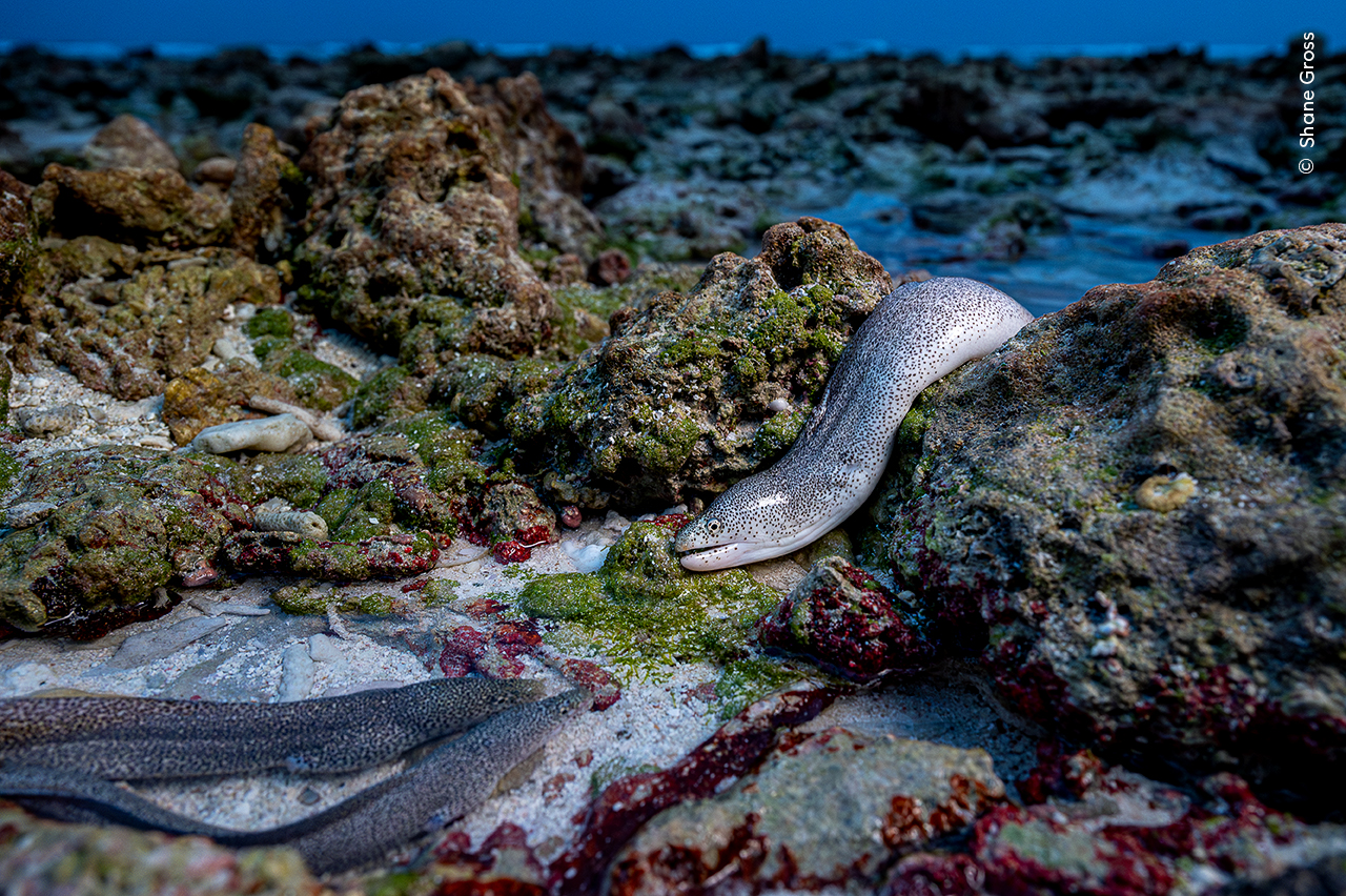 Like an Eel out of Water - Shane GrossWinner, Animals in their EnvironmentShane Gross (Canada) witnesses a peppered moray eel very much in its element hunting for carrion at low tide.It took Shane numerous attempts over several weeks to document this rarely photographed behaviour. At first the eels were elusive, but once Shane realised that they were scavenging for dead fish, he waited. His patience was soon rewarded when these three eels appeared.Peppered moray eels are well adapted to the intertidal zone. They can hunt both above and below the water’s surface using their keen senses of smell and sight, sometimes staying out of water for more than 30 seconds. Nikon Z6 + 24–70mm lens at 24mm; 1/250 at f5.6; ISO 2500; Godox AD400 Pro flash with 24-inch diffuser; light stand