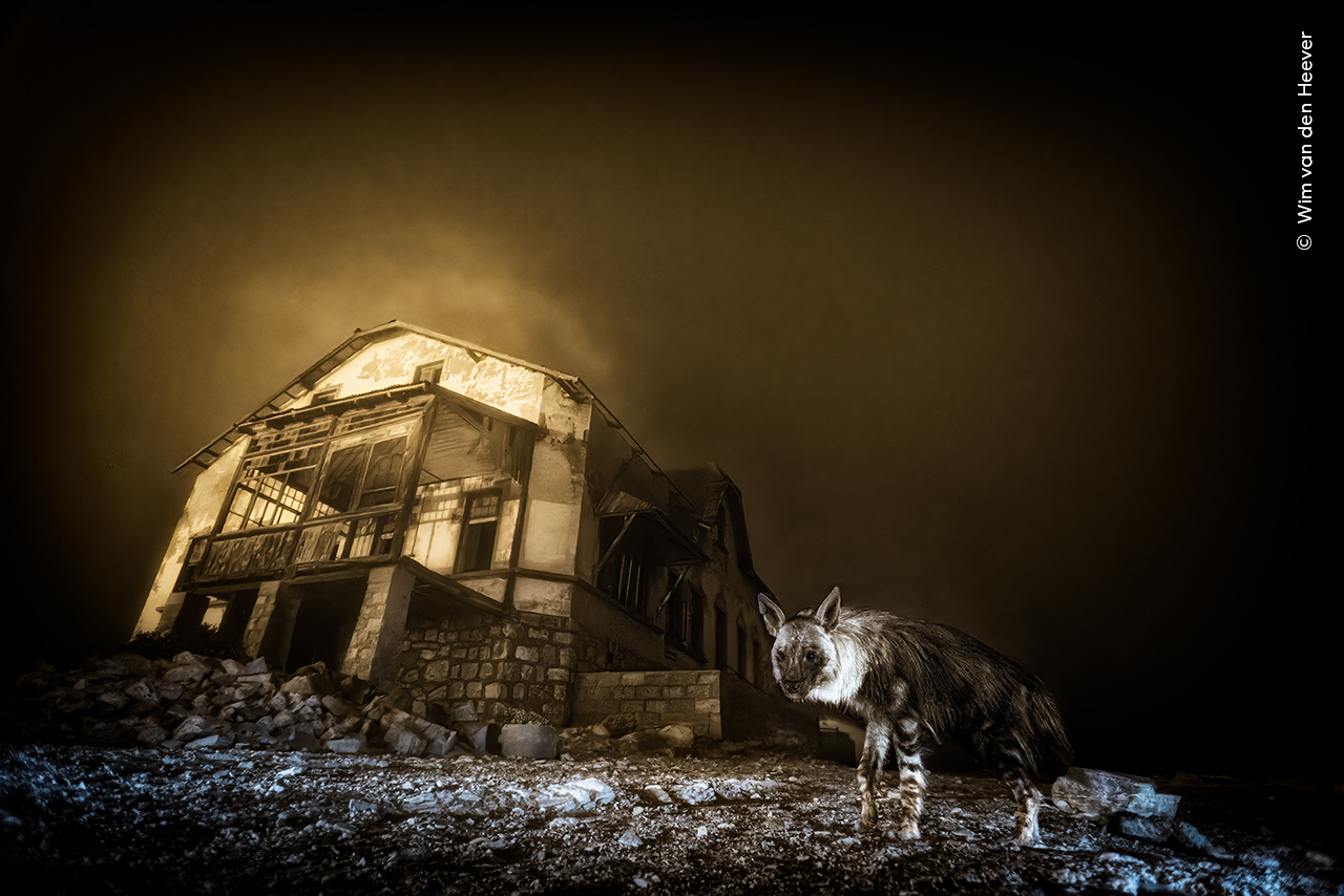 Ghost Town Visitor - Wim van den Heever, Winner, Wildlife Photographer of the Year 2025 / Urban Wildlife. Nikon D810 + 17–35mm f2.8 lens at 17mm; 15 at f2.8; ISO 3200; 2x Nikon SB-800 Speedlight flashes; Camtraptions motion sensor.