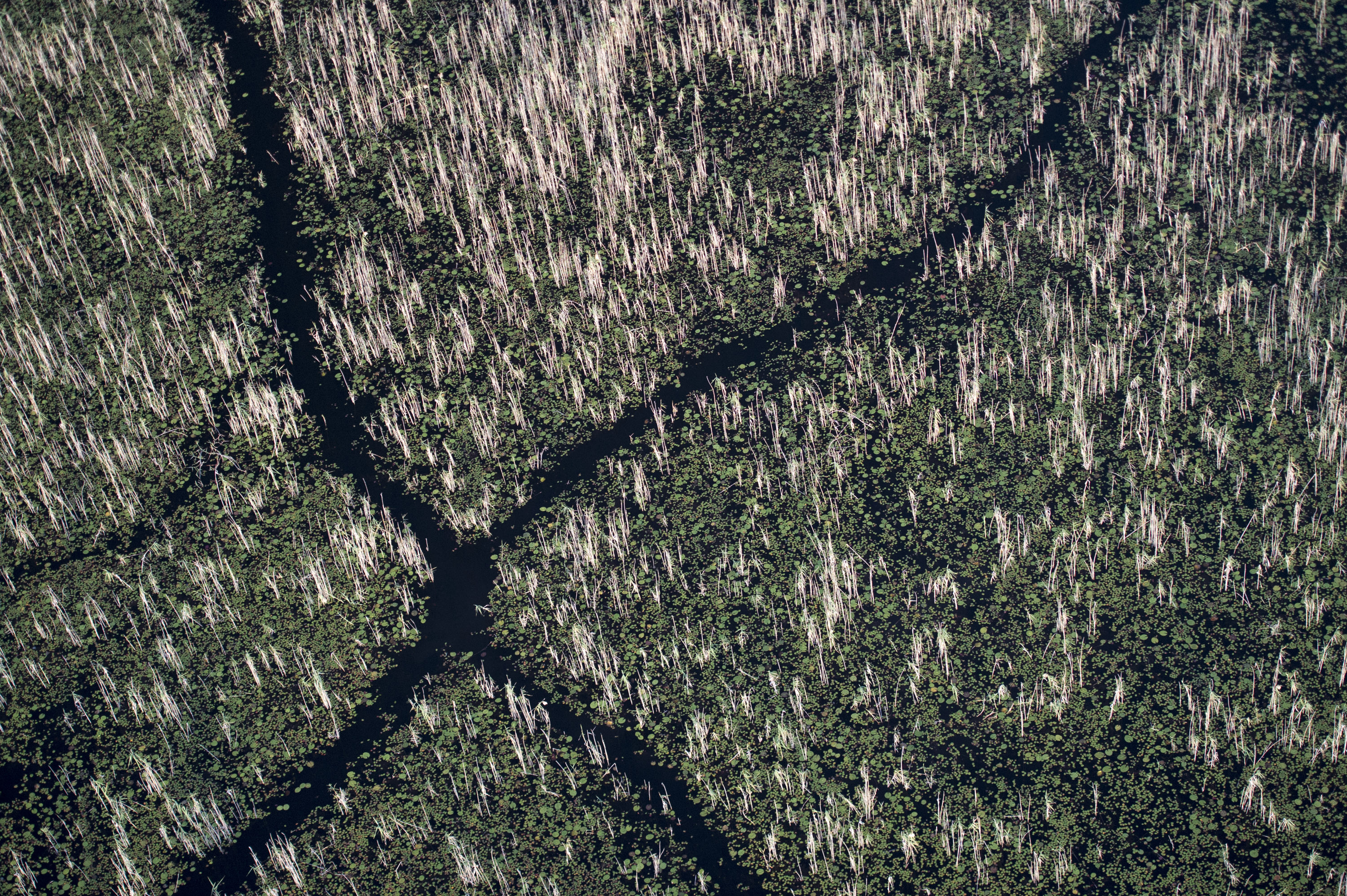 Aerial Photograph, Botswana, 2014Hippos move through the Okavango Delta guided less by sight than by smell. With relatively poor eyesight, they rely on scent to orient themselves in the dark, following familiar olfactory cues as they leave the water each night to graze. Night after night, generation after generation, they take the same routes between river and floodplain, their massive bodies compressing vegetation and soil into deep, persistent paths.