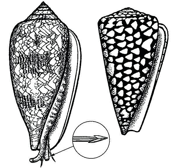 for beginners lesson 1