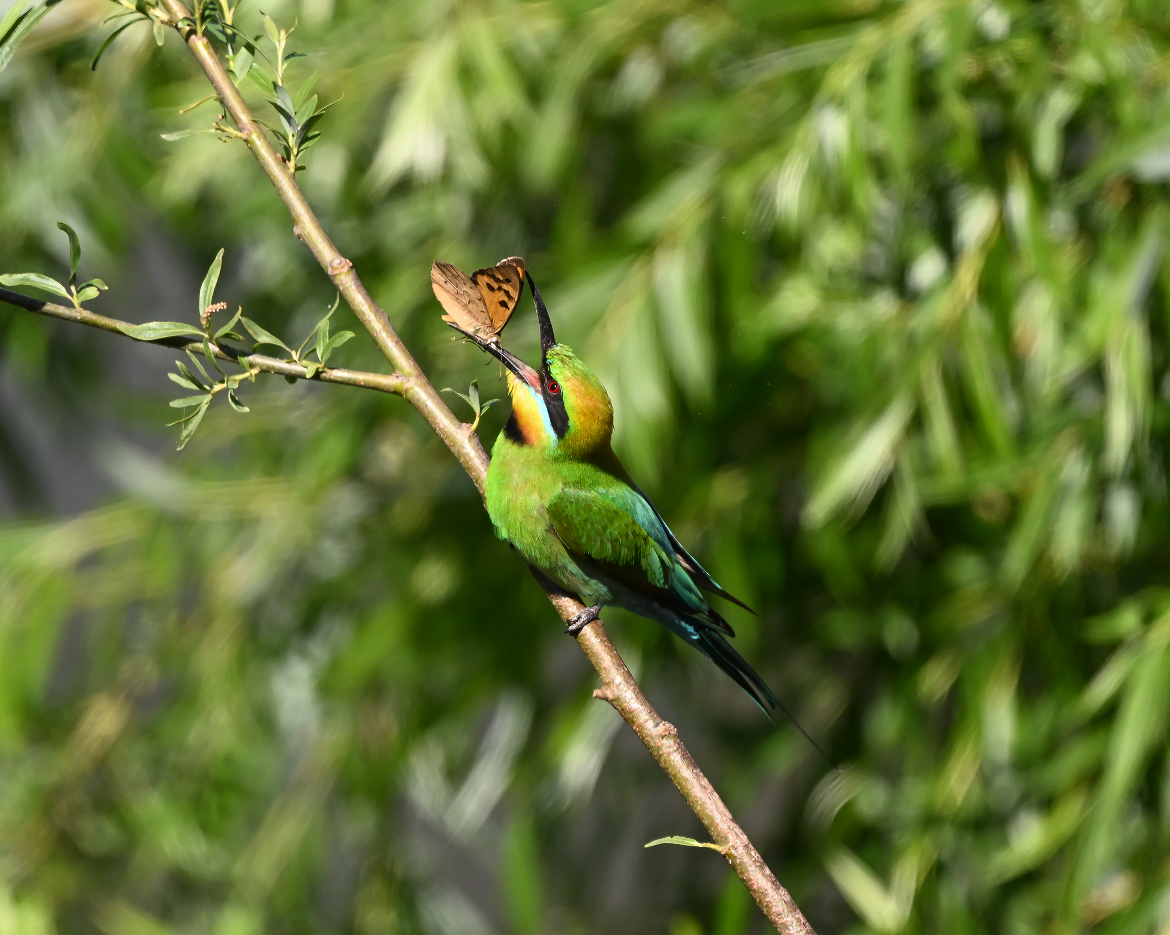 Nikon Z8, Nikon Z 800mm f6.3 lens. 1/4000s @ f7.1, ISO 1600, Leofoto tripod and gimbal.
