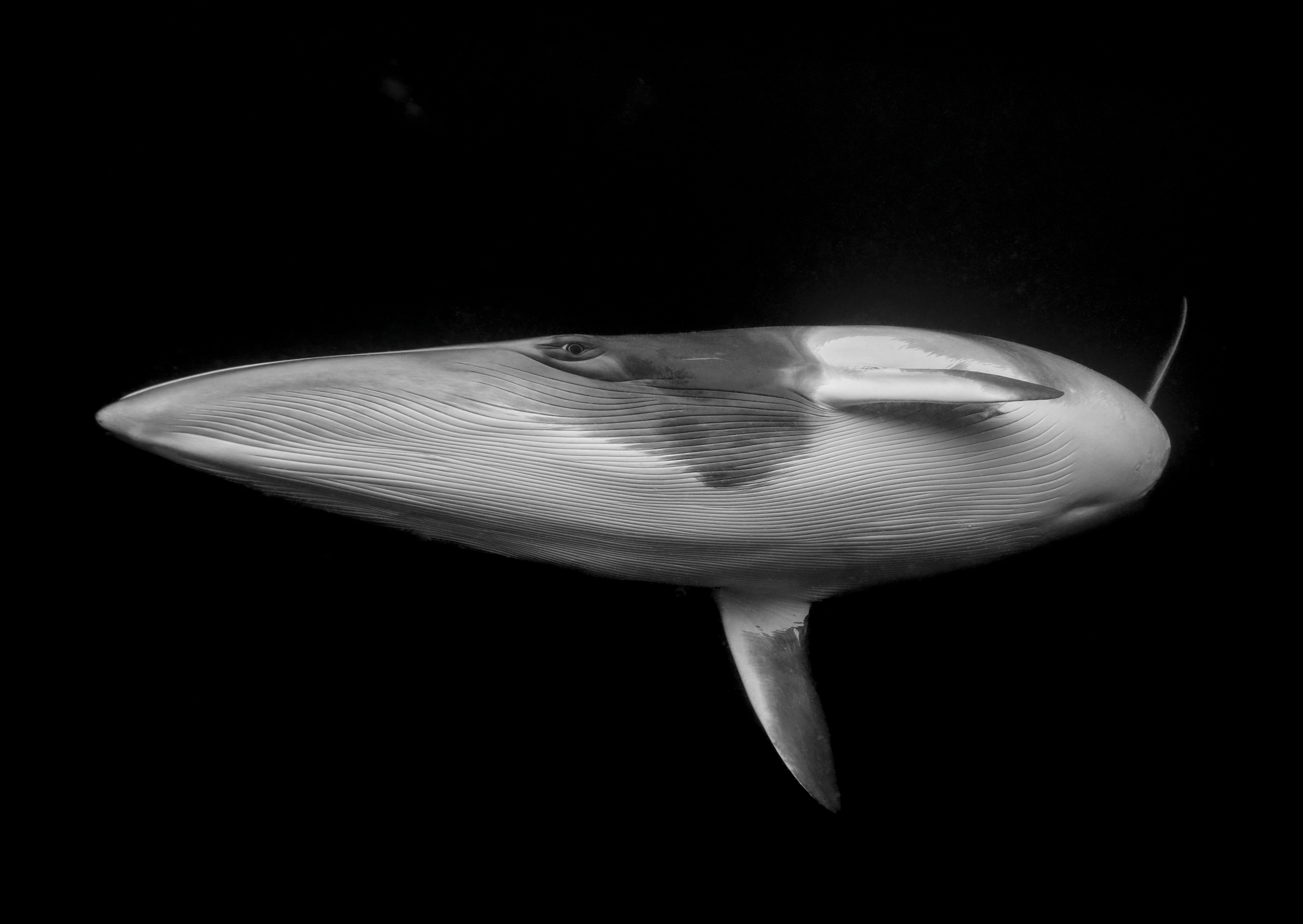 Marcia Riederer's image of a dwarf minke whale won the Fine Art award. Image: Underwater Photographer of the Year