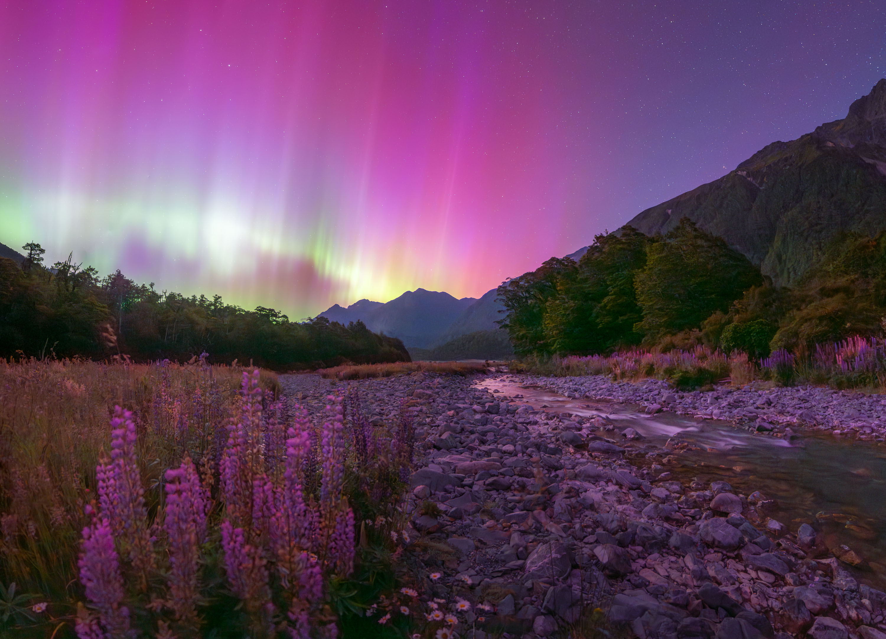“Fiordland Aurora and Lupins” – Douglas ThorneCascade Creek – Fiordland, New ZealandThis was an aurora that just kept on giving all night! I was at Cascade Creek in Fiordland, New Zealand, admiring the natural beauty of the rugged forest, dainty wildflowers, and bubbling stream. I had an idea of getting the purple lupins in the foreground with the Aurora behind, but I didn’t know exactly where the flowers were at the time.This particular shot was taken at my second location for the night, as my first stop had barely any lupins showing. I spent quite some time walking up and down this area to find this composition, and in the end, it was well worth it.