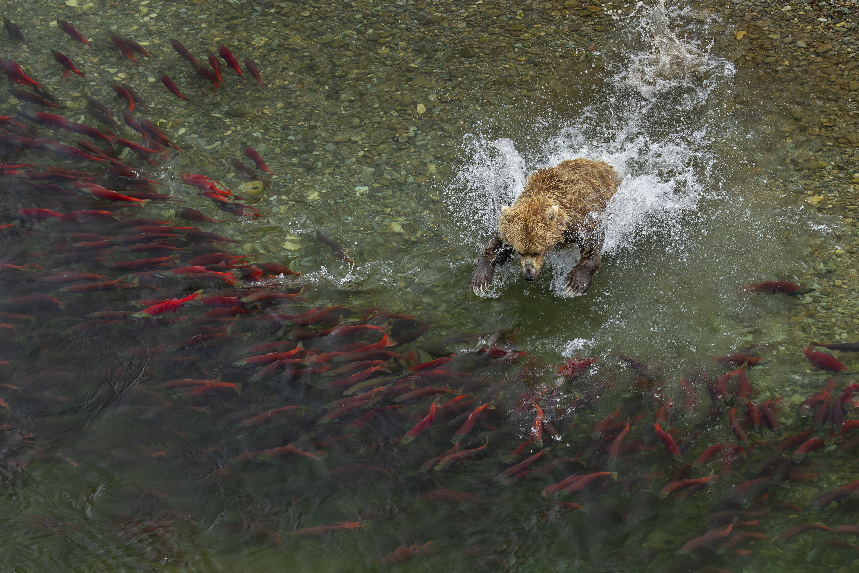 © Charlie Wemyss-Dunn/ World Nature Photography Awards. Splash. Gold, Animals in their habitat category.