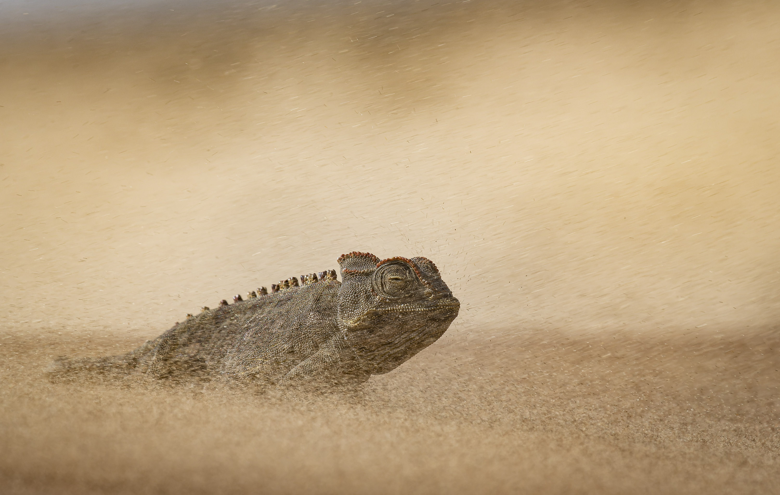 © Dewald Tromp/ World Nature Photography Awards. Stoicism in a sandstorm. Gold, Behaviour - Amphibians and reptiles.