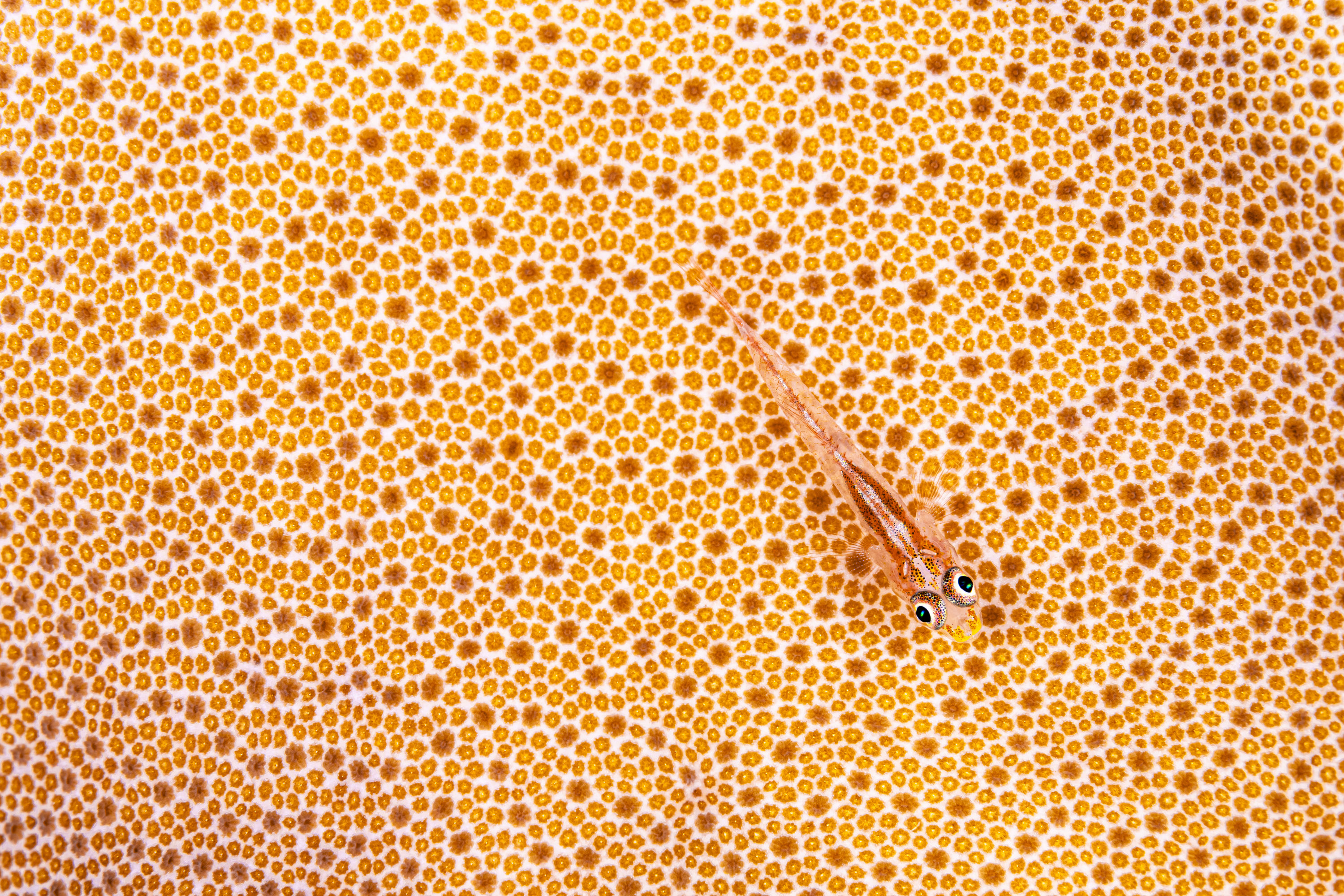 © Simon Biddie/ World Nature Photography Awards. Ghost of the reef. Gold, Nature Art category.