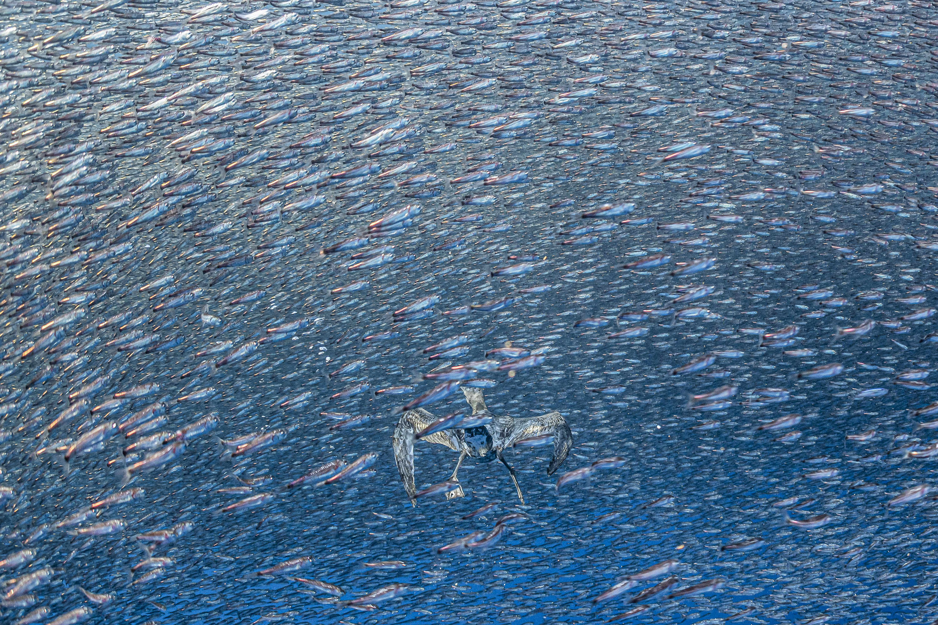 Shearwater’s Dilemma - Henley Spiers. Wedge-tailed shearwater in a school of lanternfish, Costa Rica, 2023