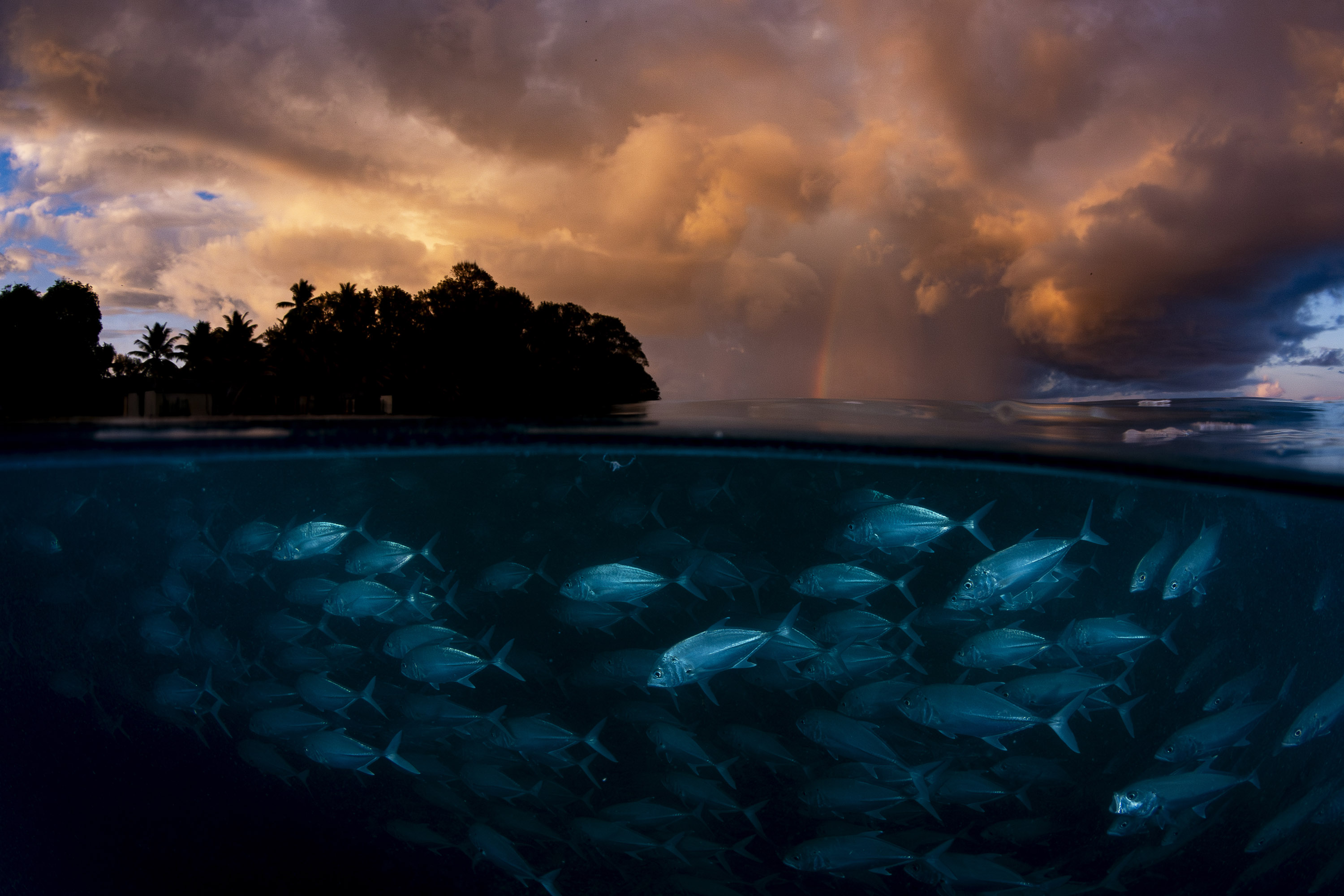 Better than Gold - Shane Gross. A school of bigeye trevally, Seychelles, 2022.