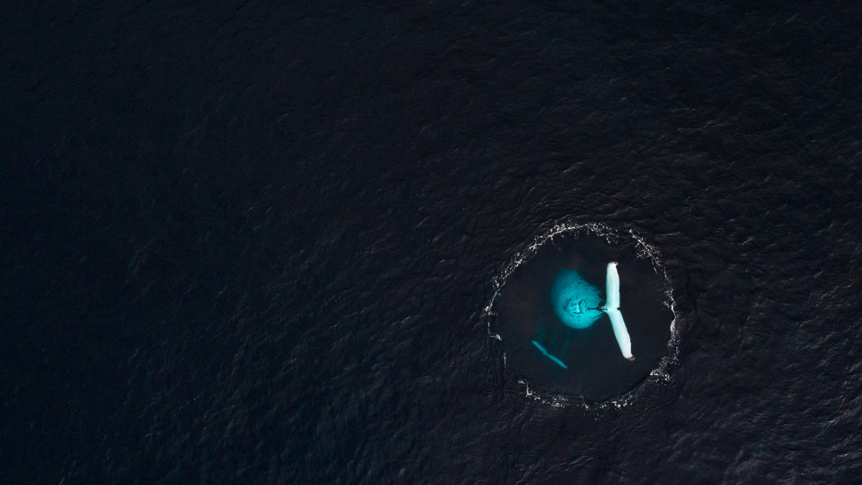 Up is Down - Arnaud Farré. Humpback whale and her walf, Réunion Island, 2023