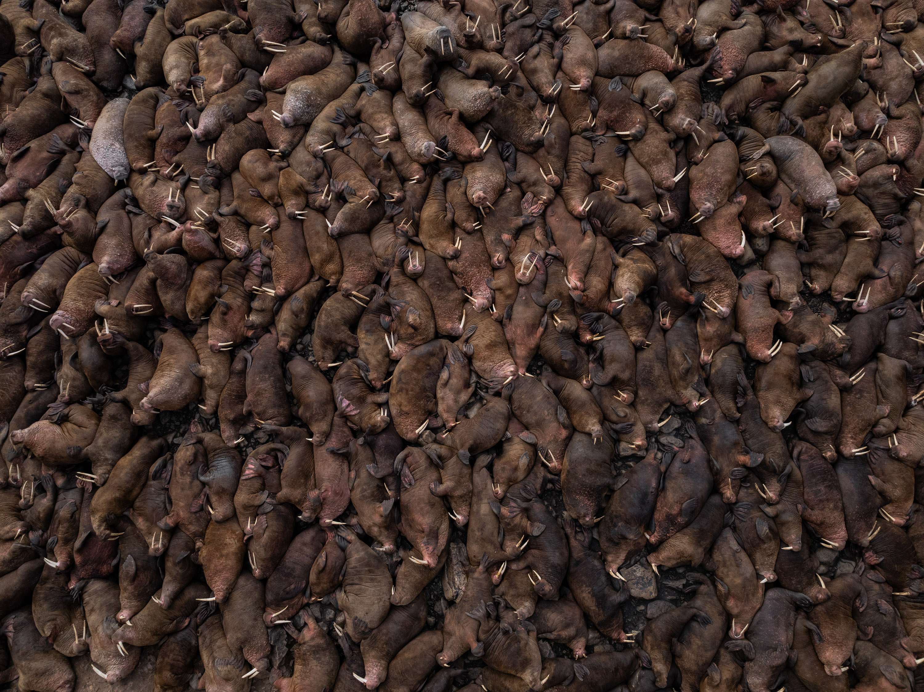 The Gathering - Vadim Makhorov. Pacific walruses, Russia, 2025