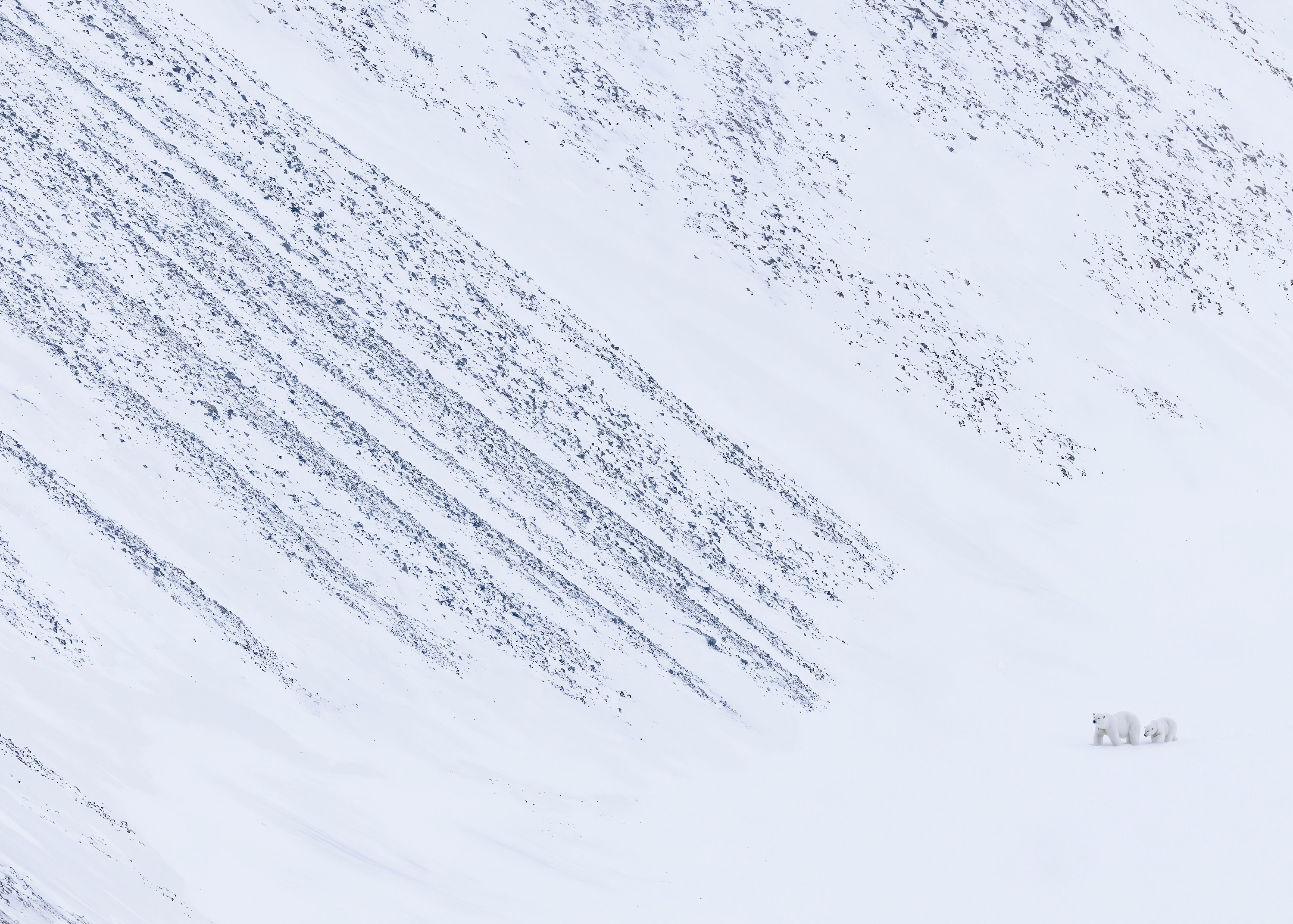 The Explorers - Panos Laskarakis. Polar bear mother and cub, Norway, 2025