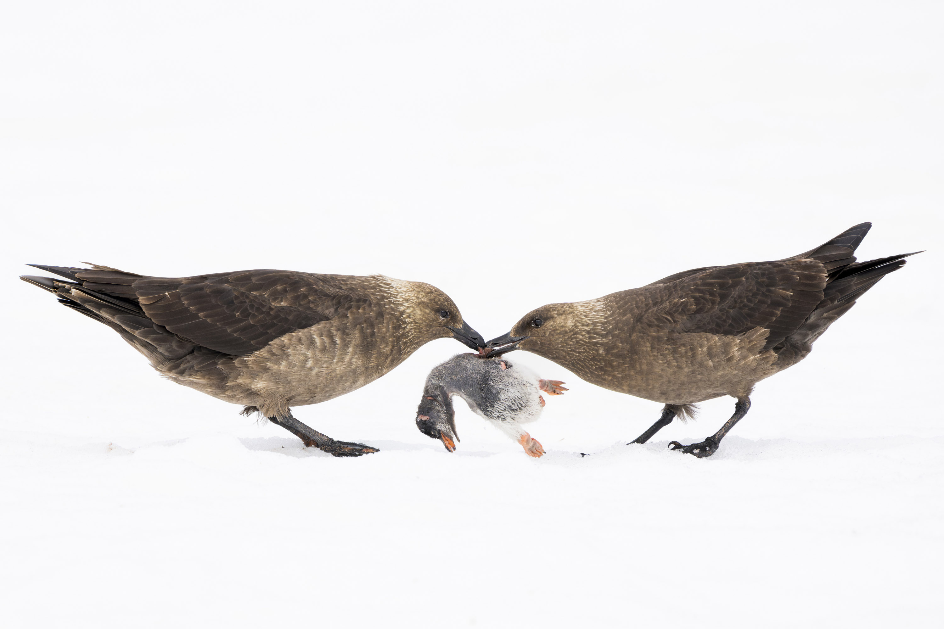 Penguin Feast - Lucas Bustamante. Brown skuas, Antarctica, 2023