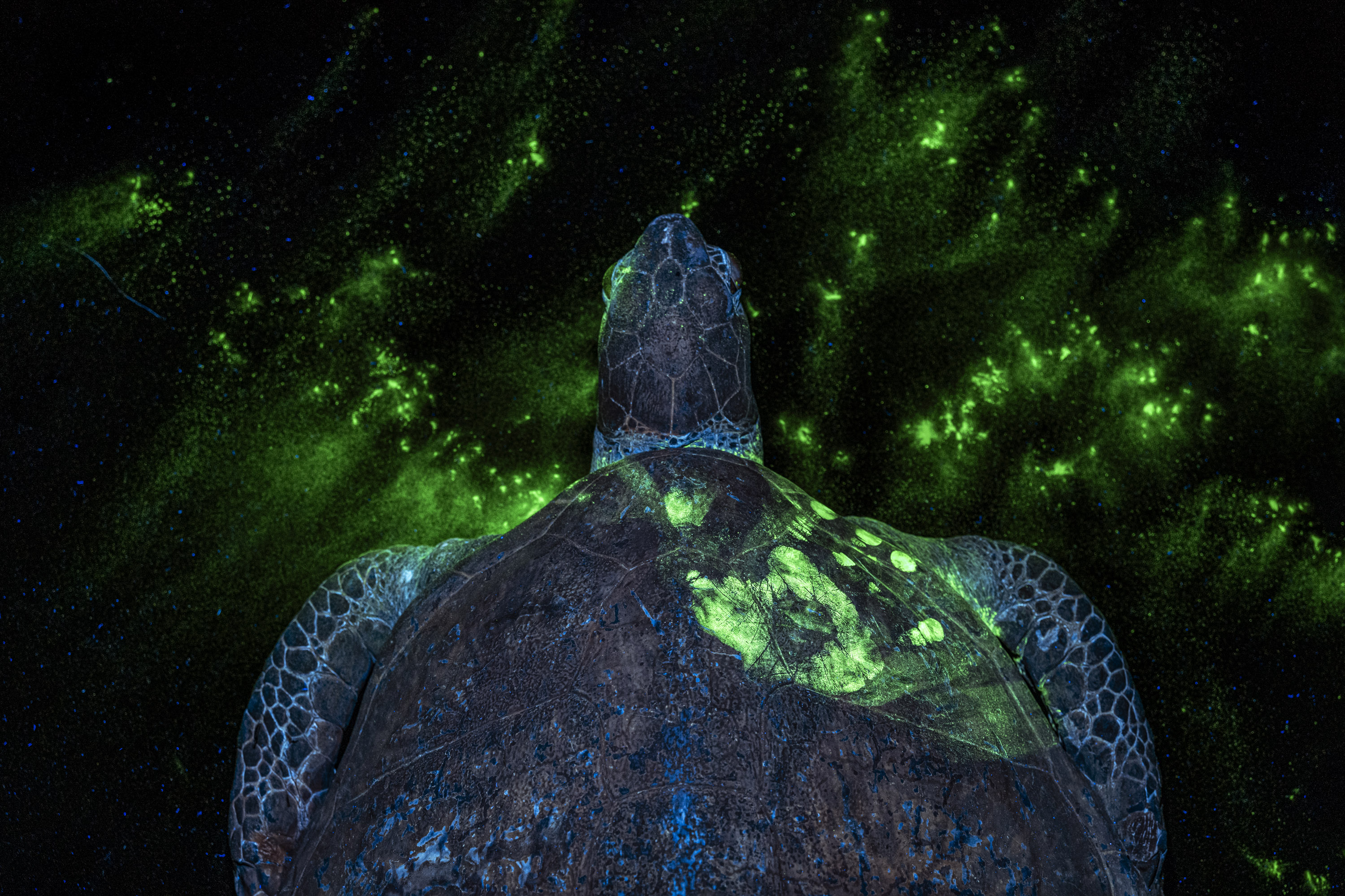 Handprint on Sea Turtle by Britta Jaschinski.Combating illegal wildlife trade with forensic science, United Kingdom, 2025