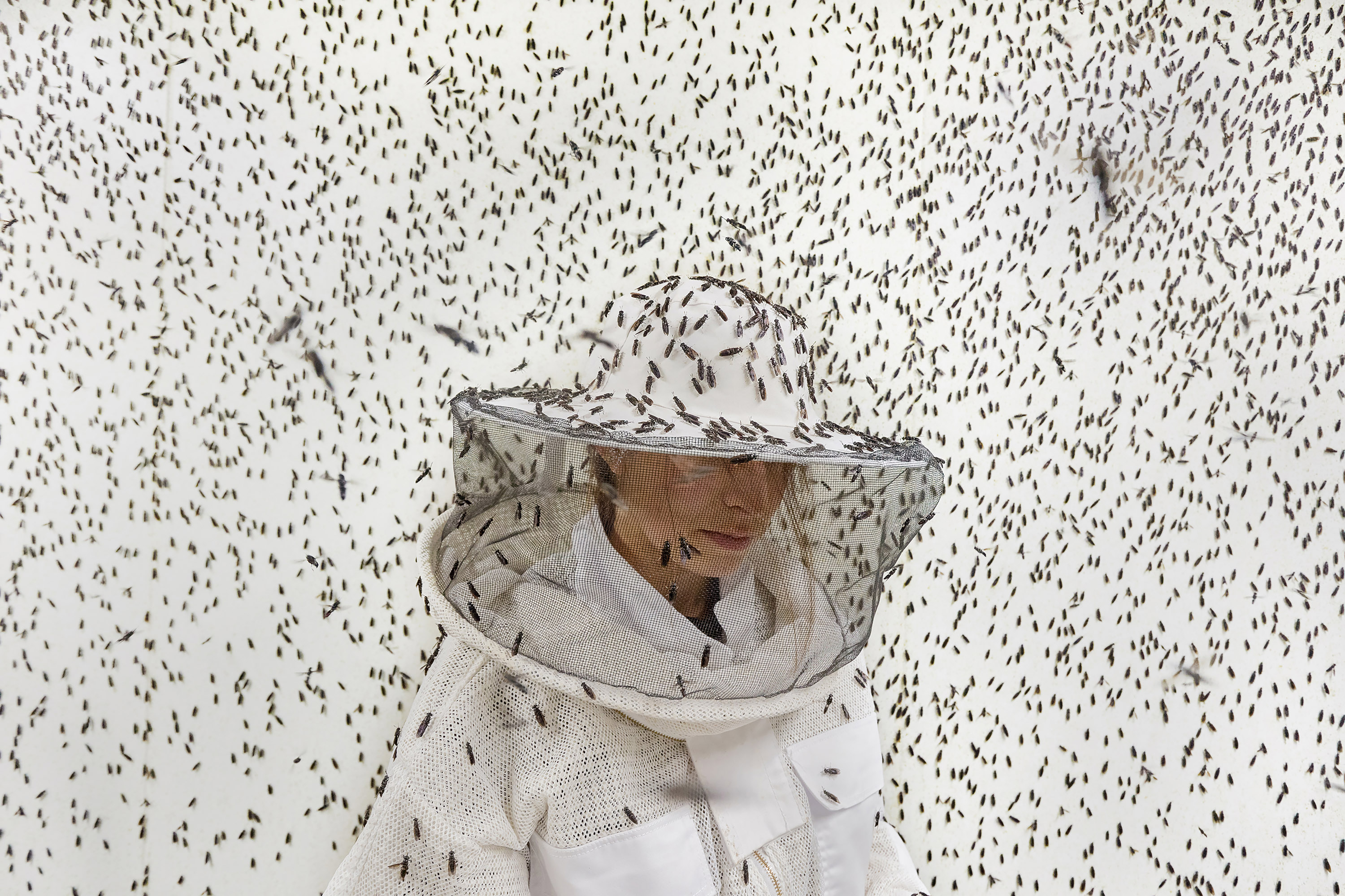 Insects, Architects of a Sustainable Future - Maud Delaflotte. Collection of black soldier fly eggs inside an aviary, France, 2024