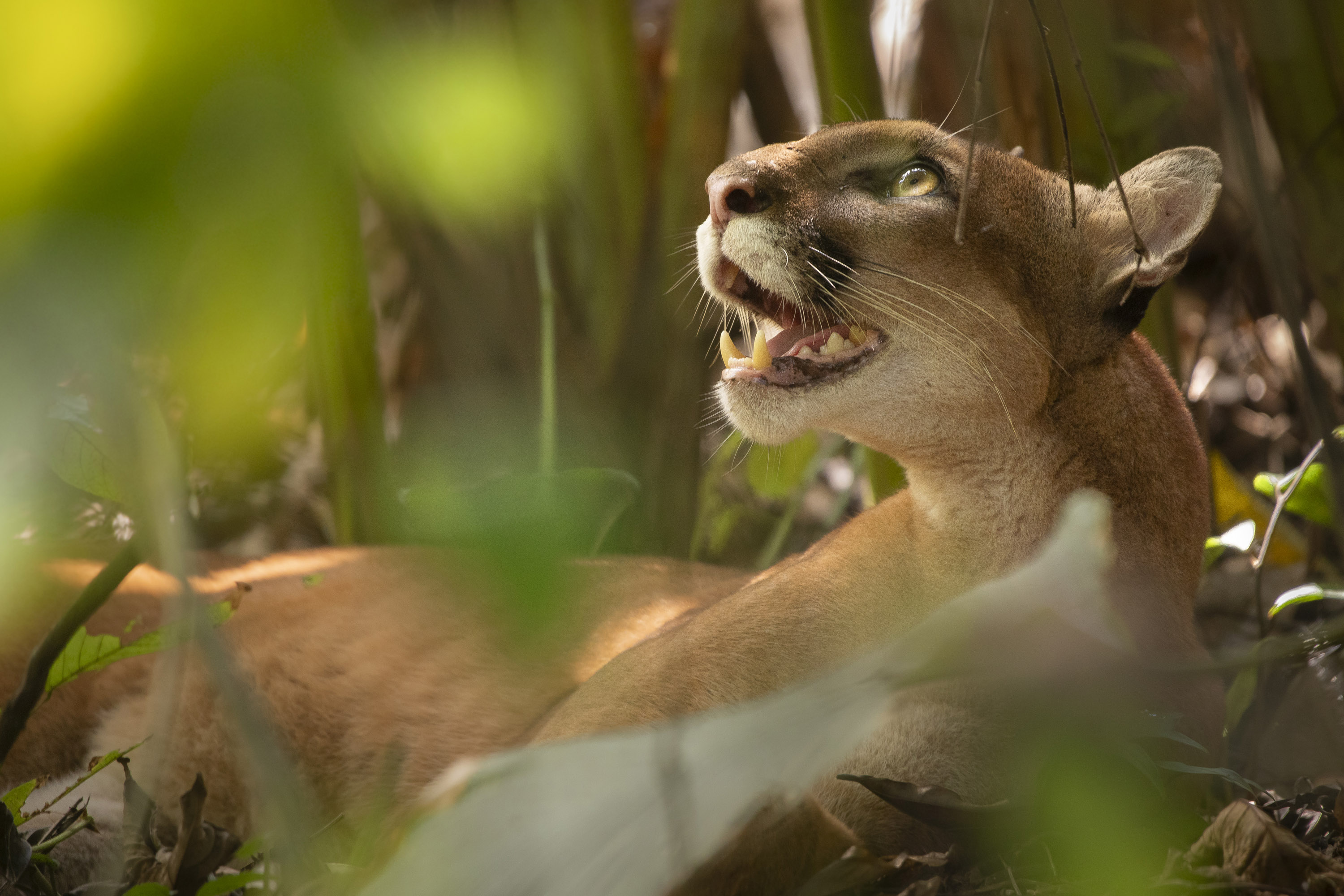 Predator’s Gaze - Luca Eberle. Female puma peers through the forest canopy, Costa Rica, 2023