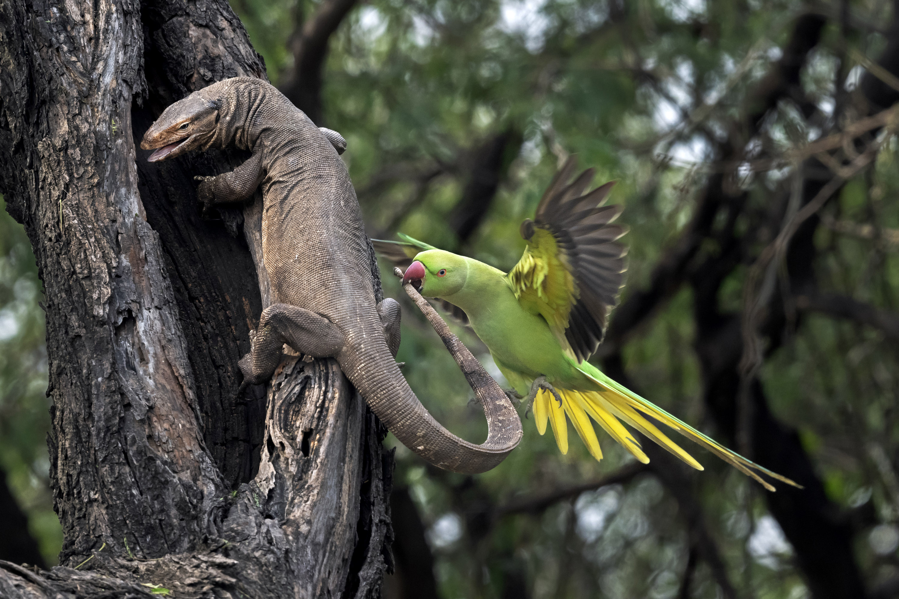 Parakeet Bitting Monitor Lizard - Hira Punjabi. Parakeet versus monitor lizard, India, 2024