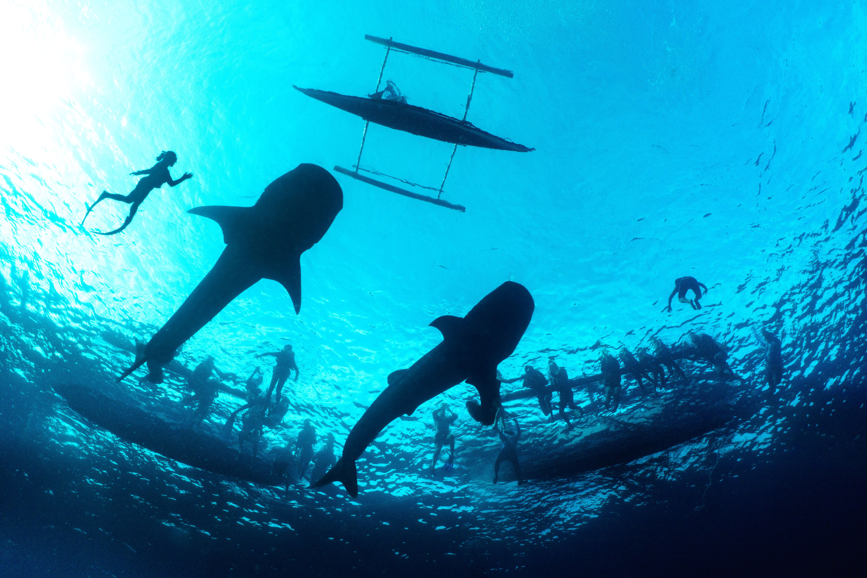 Conservation vs Tourism - Peter McGee. Whale shark tourist site, Philippines, 2025