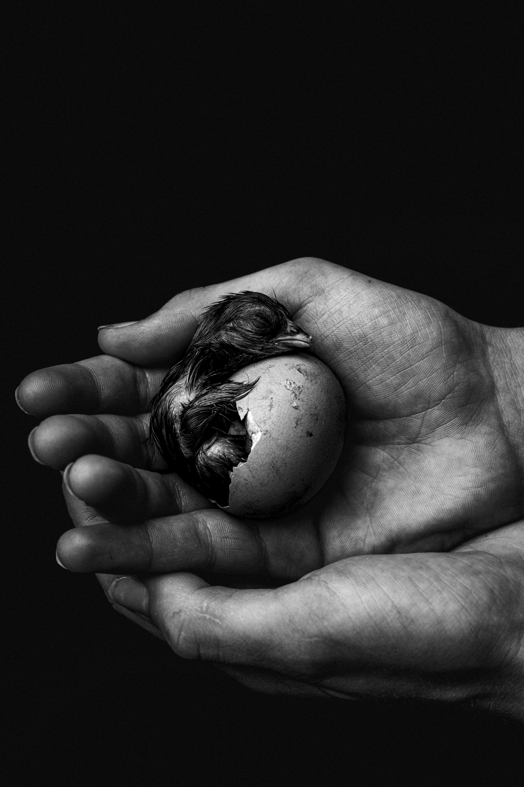 Jessica Tormey, Chicken baby