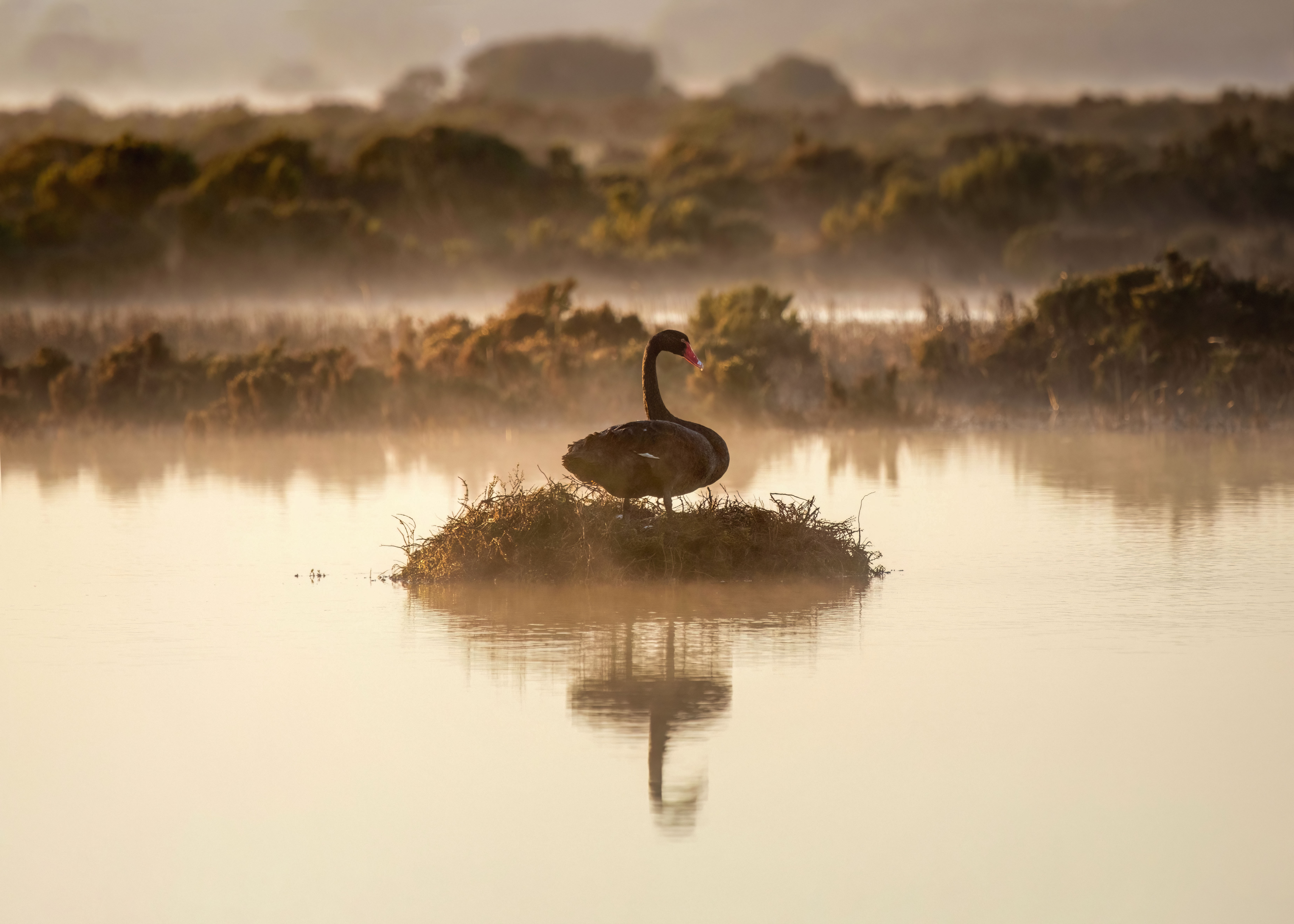 Jules Guthridge, Nestled in the morning light