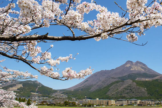 Mount Yufu cherry blossom, Kyushu