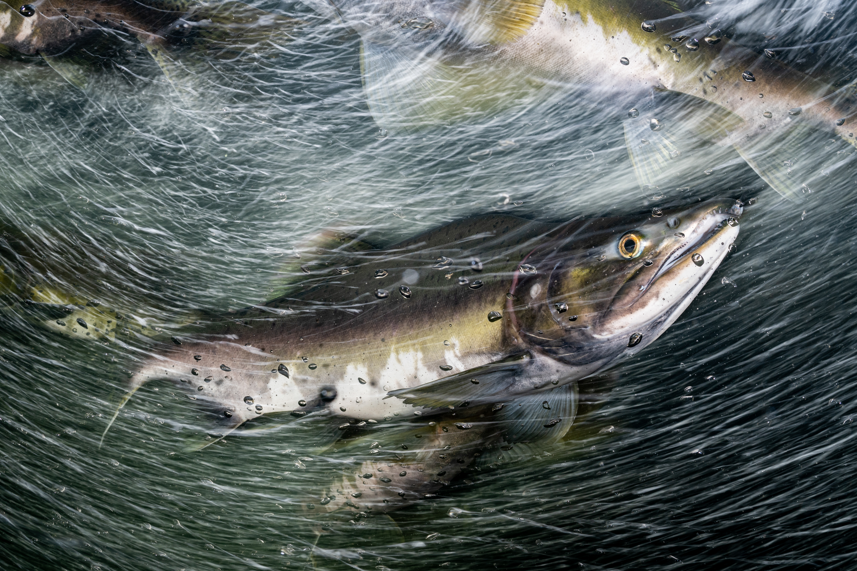 Portfolio - Winner - Matthew Sullivan. Image: Underwater Photographer of the Year