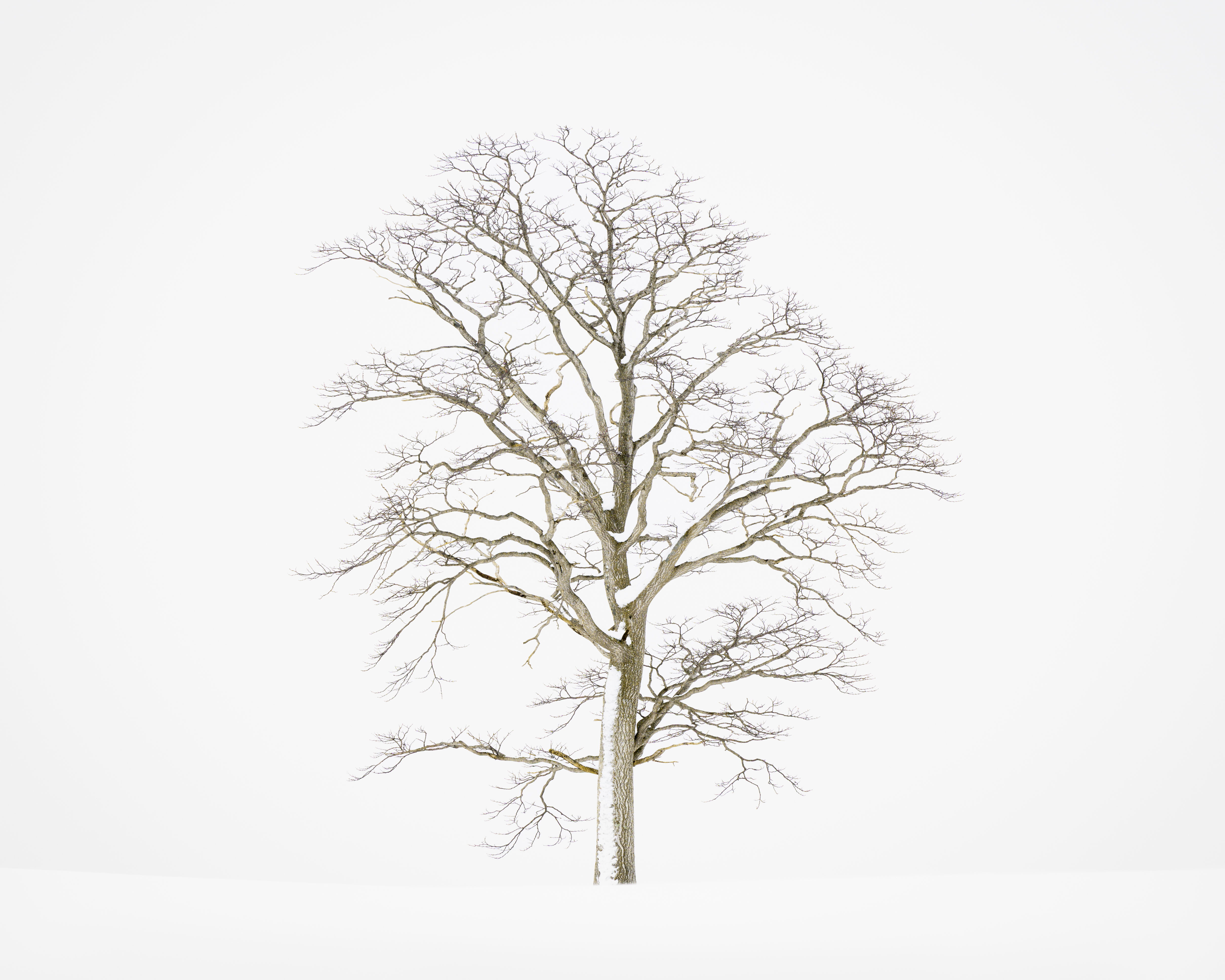 Central Hokkaido, Japan. A lone tree stands in silence amid the deep winter snow, its bare branches reaching skyward against an almost white canvas. Nikon Z8, Nikkor 24–120mm f4 lens @ 85mm. 1/100s @ f11, ISO 500.