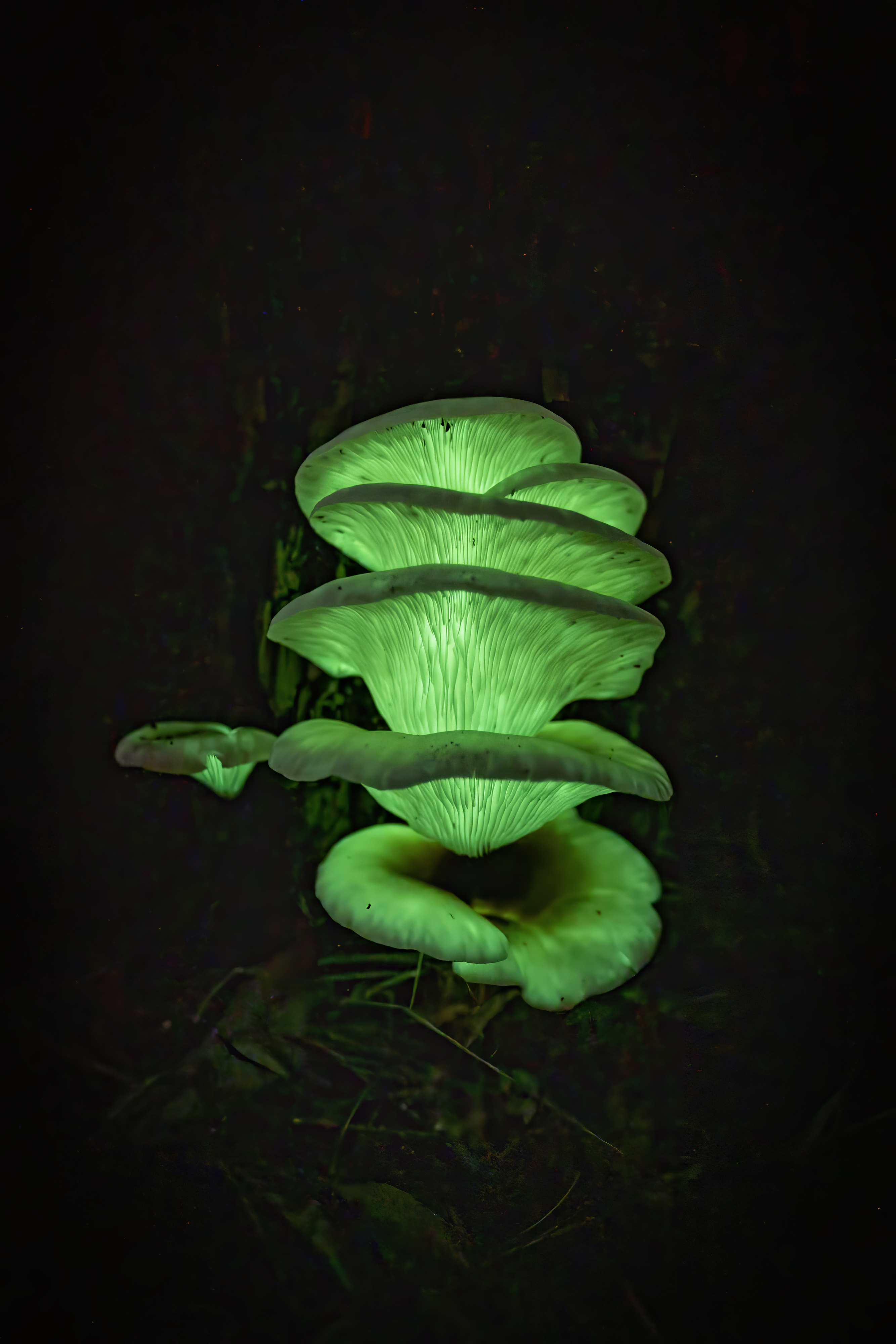 Sarah Jayne Eggins, Omphalotus nidiformis