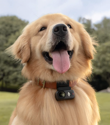 Even dogs can wear them! Image: DJI